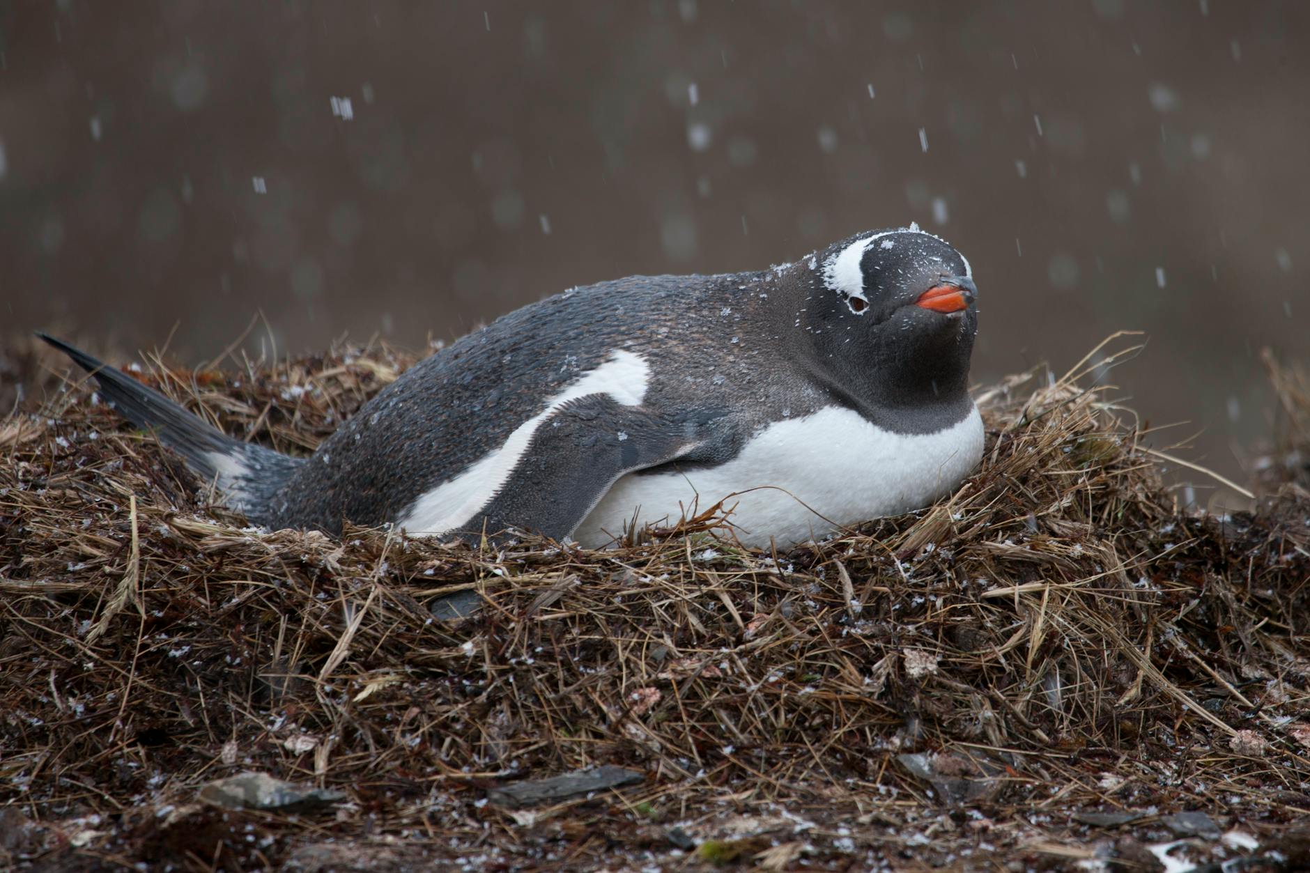 Uncovering Earth's Past: The Surprising Secrets in Bird Oil and Eggshells