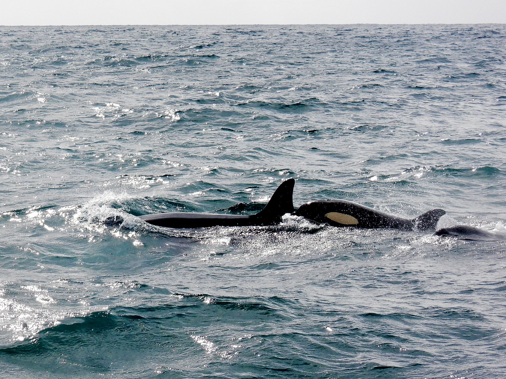 Orcas Turn Sunfish Into Chum with Explosive Force