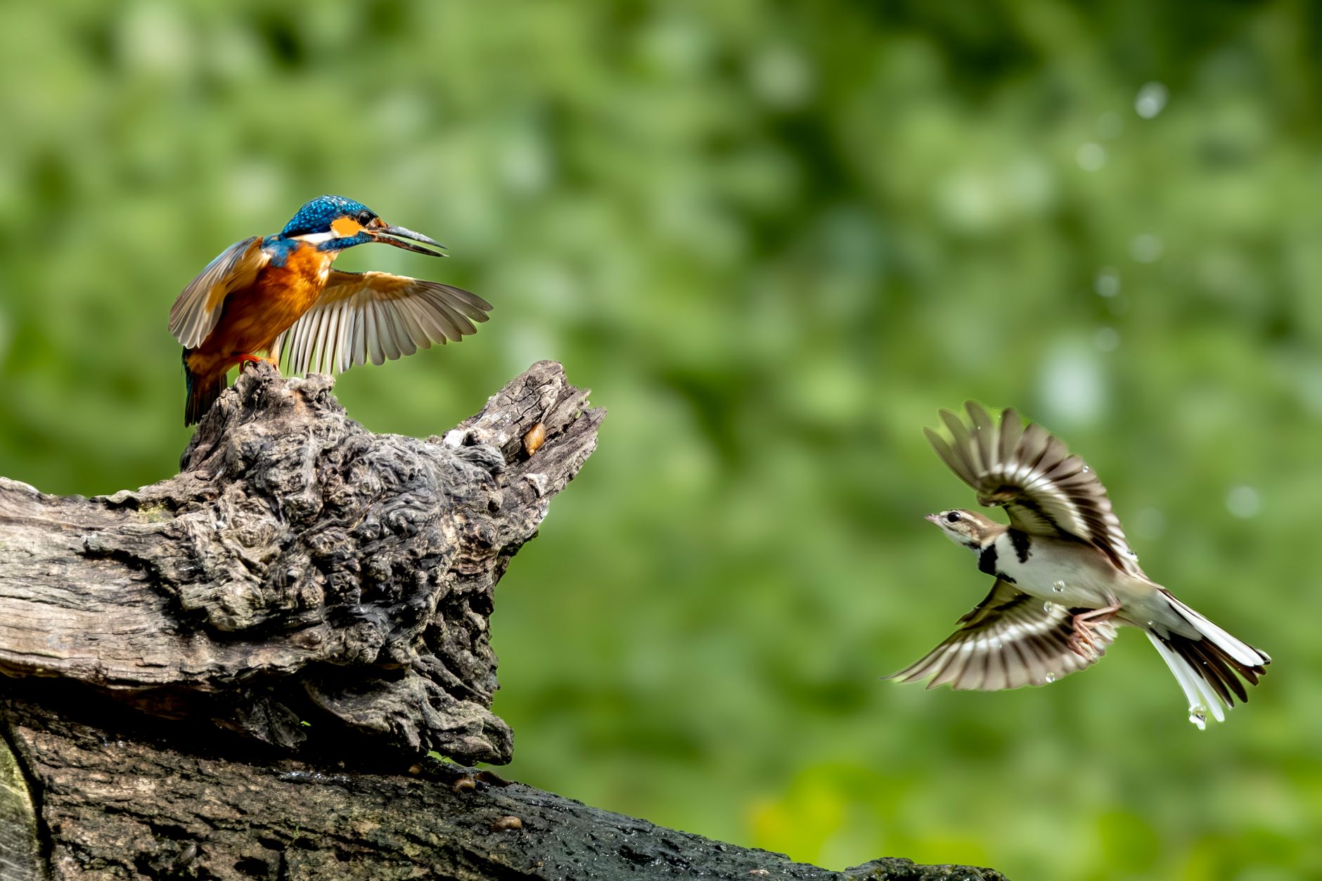 Bird Traits Hold the Key to Varied Responses to Environmental Change