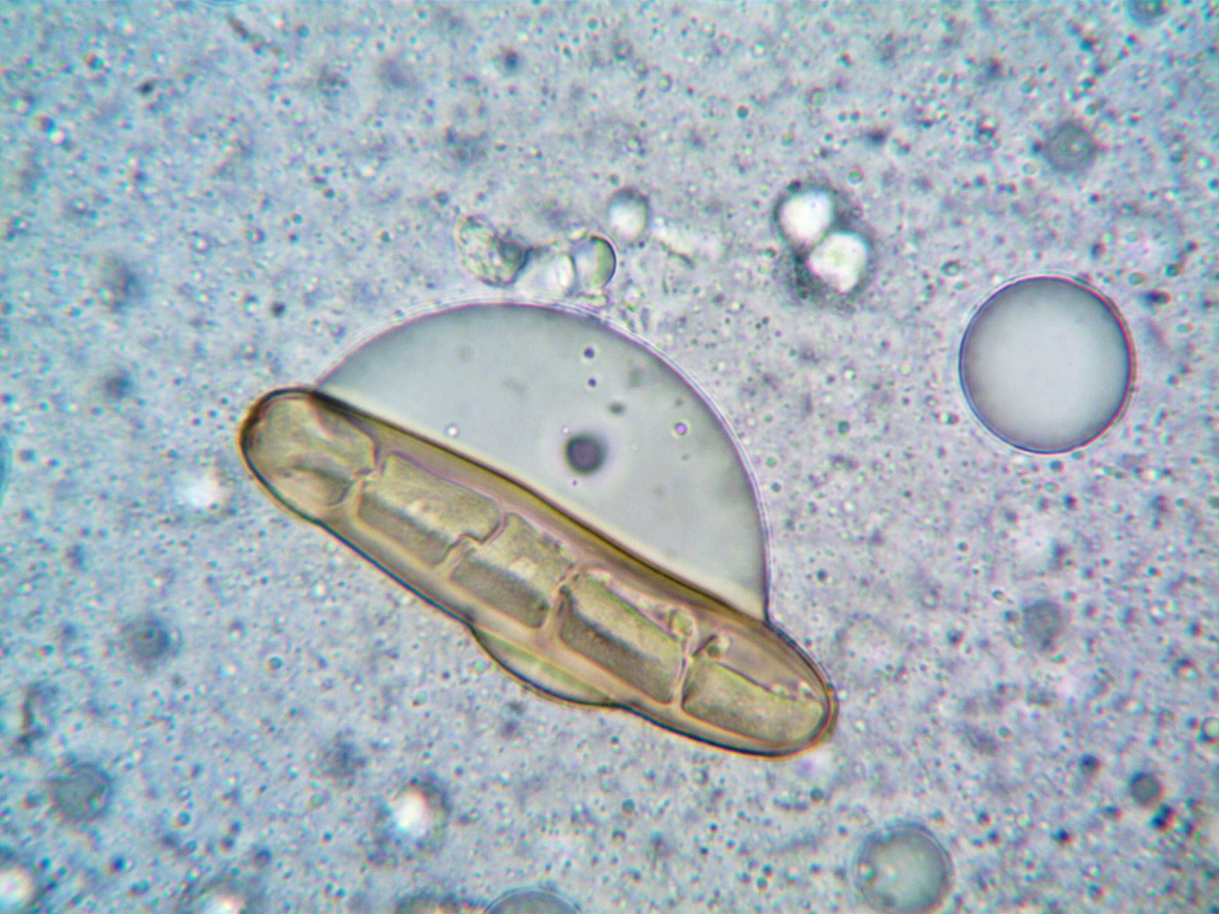 Unexpected Motel Find Could Illuminate Life’s Origins