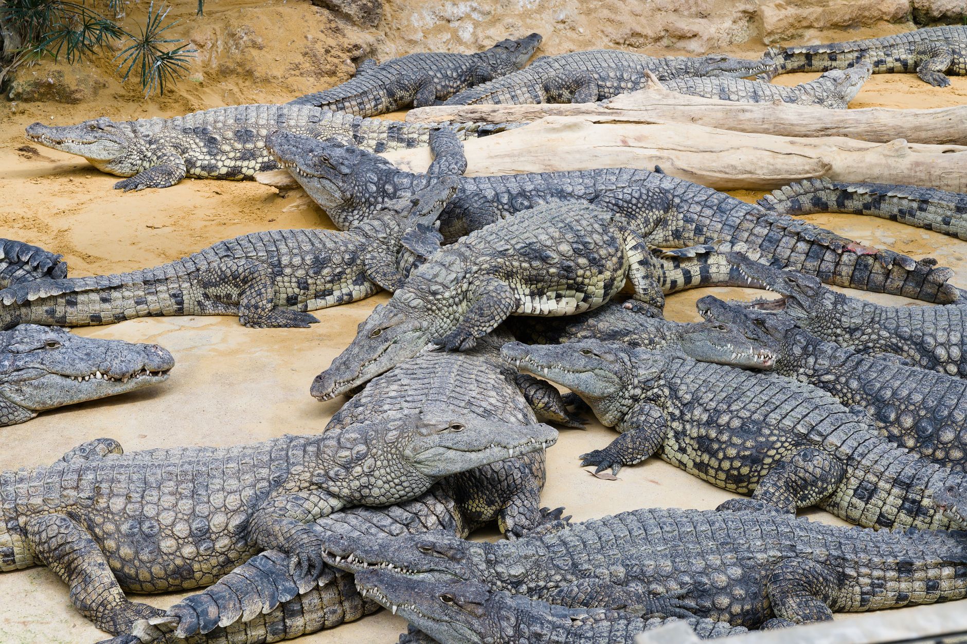 Why Crocodiles Remain Grounded While Birds Soar
