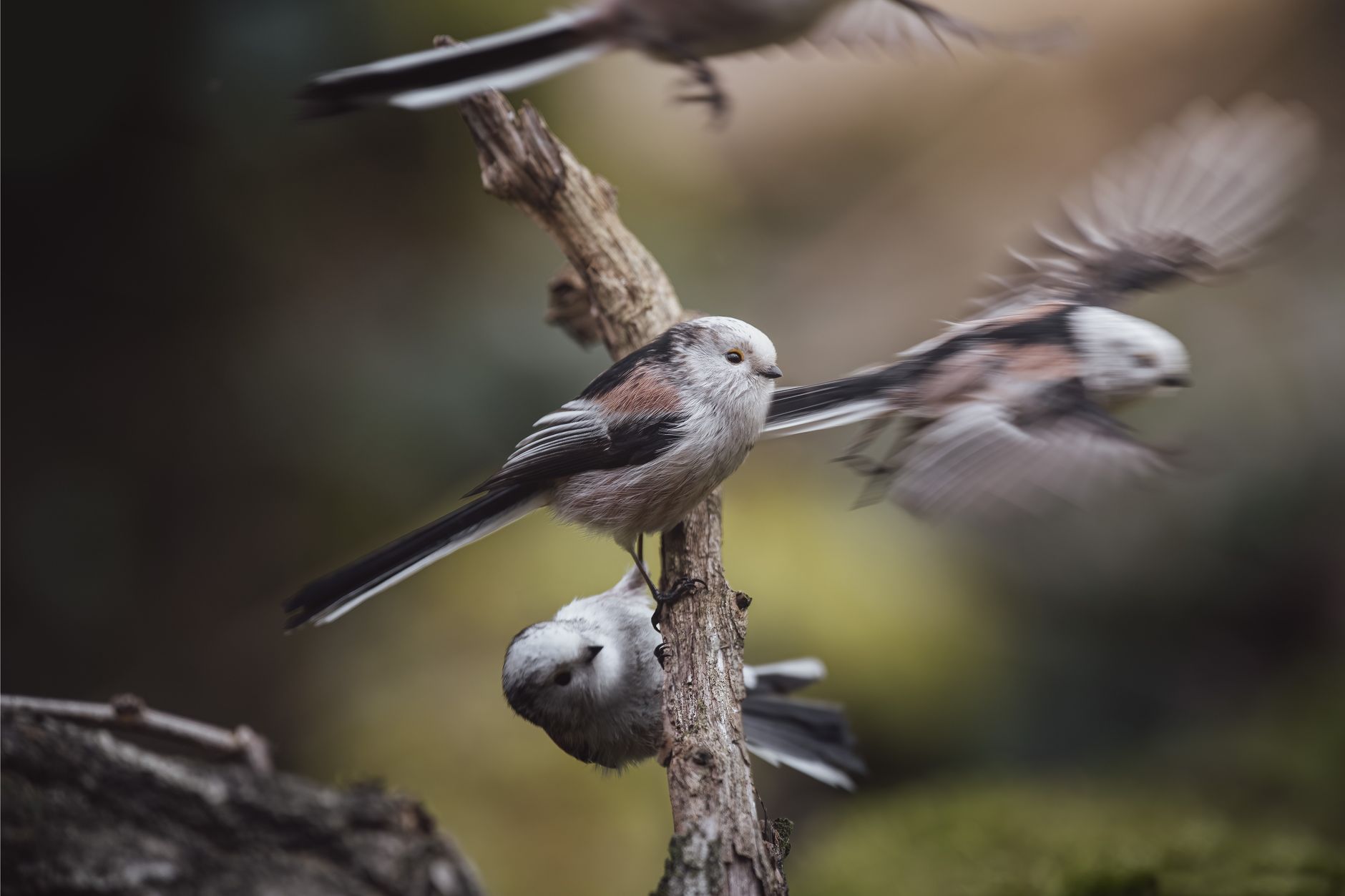 Birds and the Bees: Avian Self-Gratification Unveiled