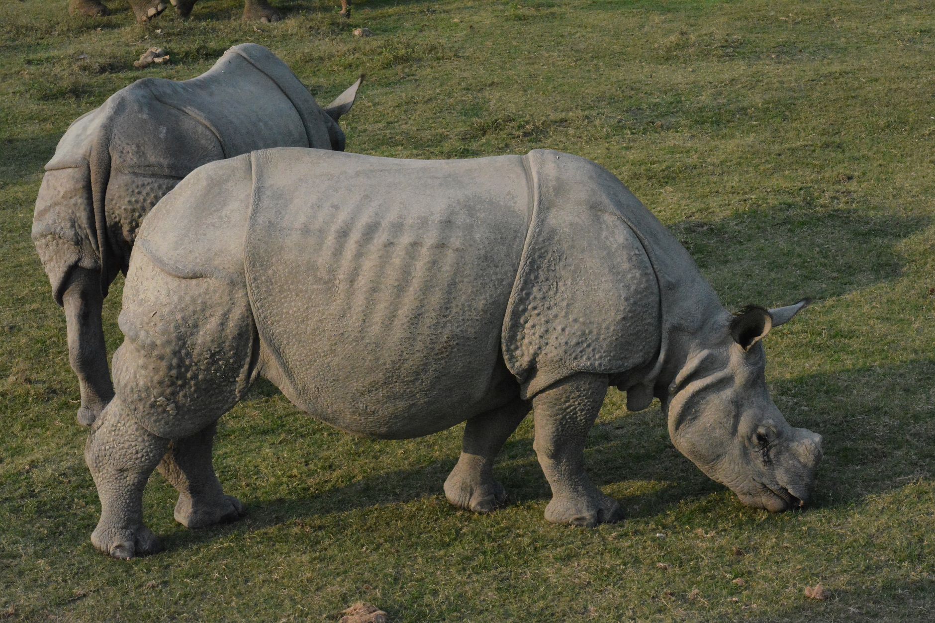 Modi Praises Assam's Role in Rhino Conservation on World Rhino Day