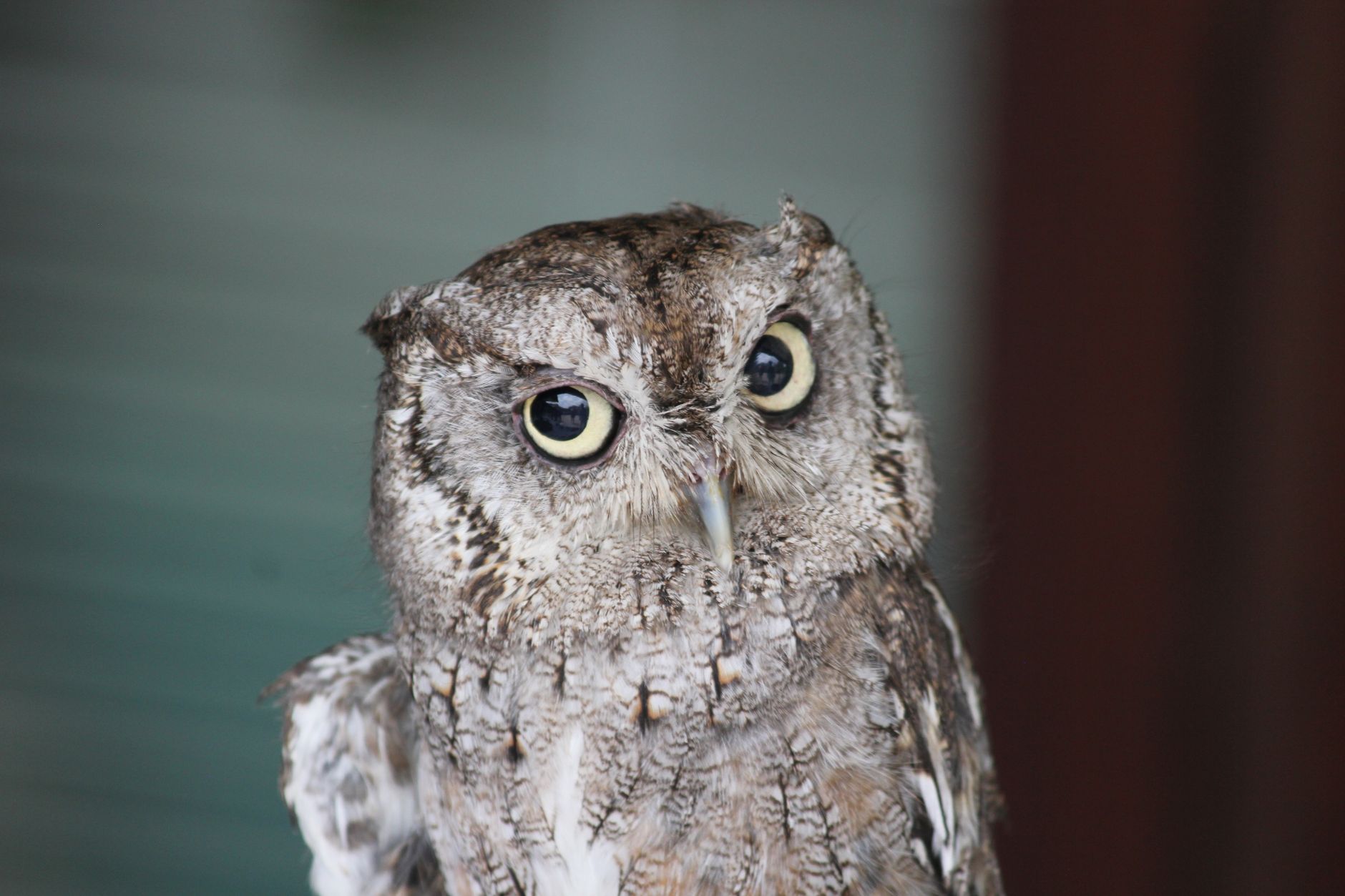 Owls in Turkey Found Hosting Live Snakes in Their Nests