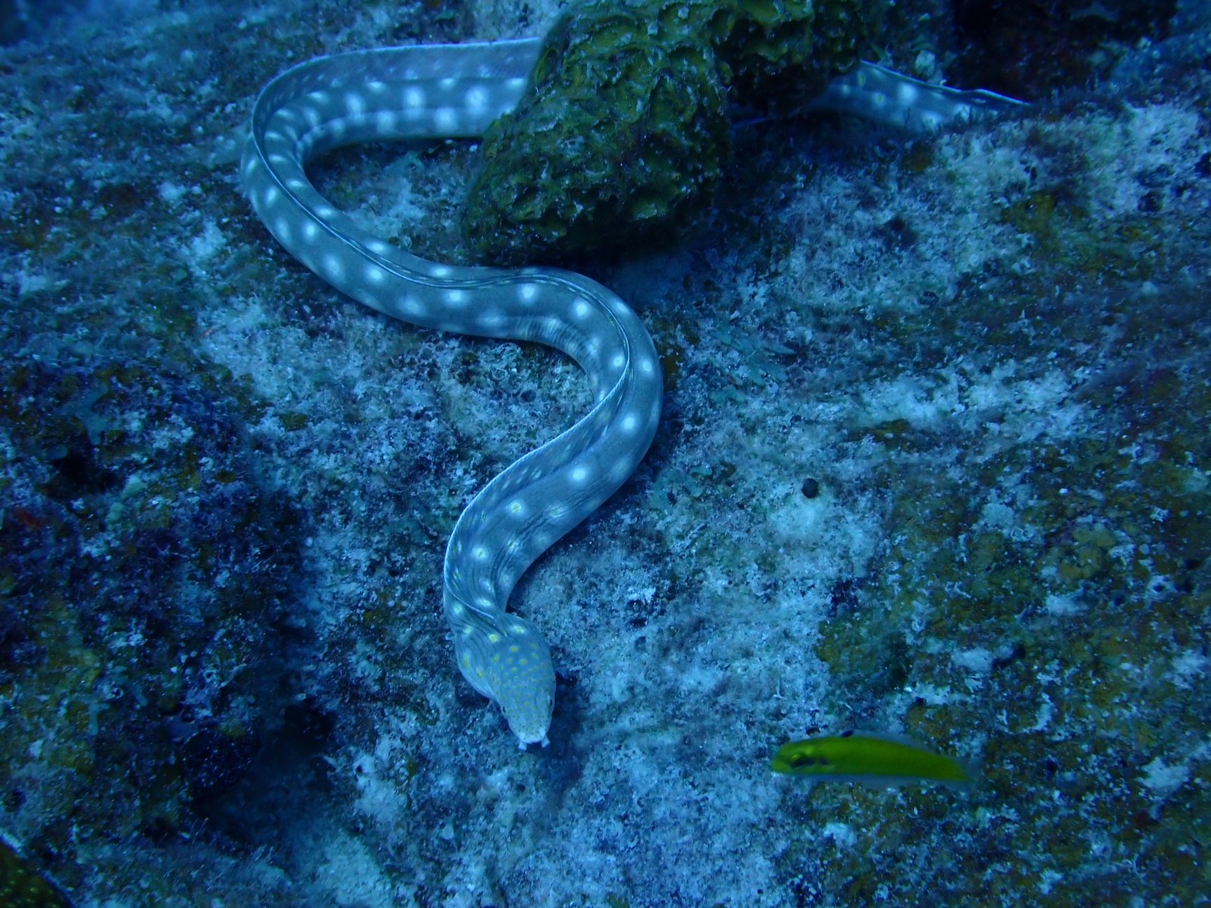 TikTok Sparks Discovery of New Subterranean Eel in India
