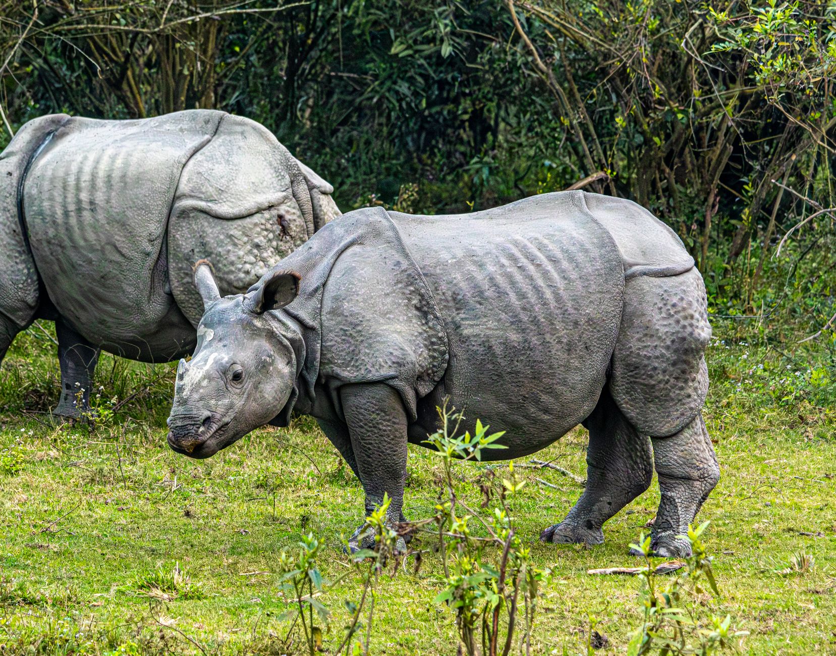 India and Bhutan's Joint Efforts on World Rhino Day