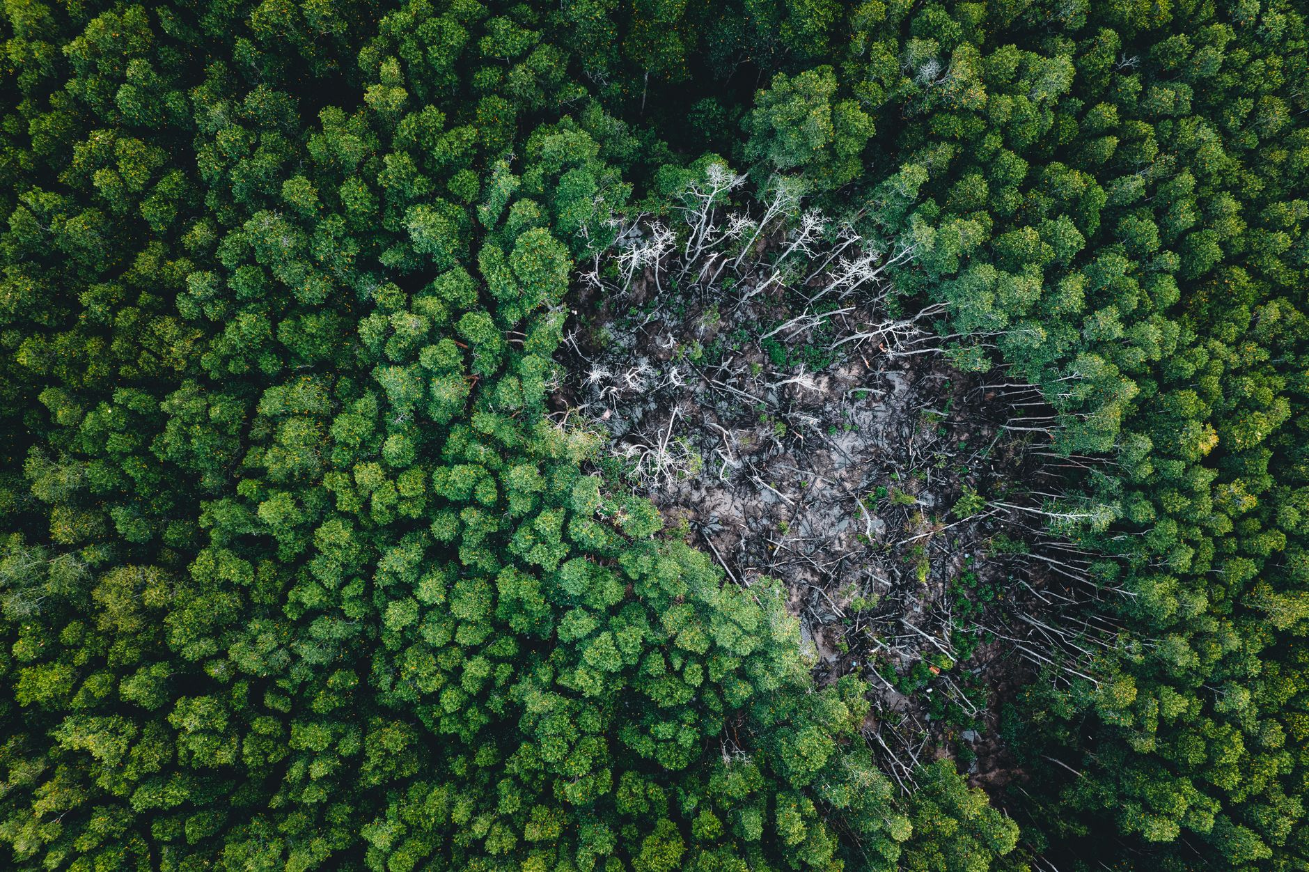 Elite Consumers' Environmental Toll Outpaces Global Funding Needs