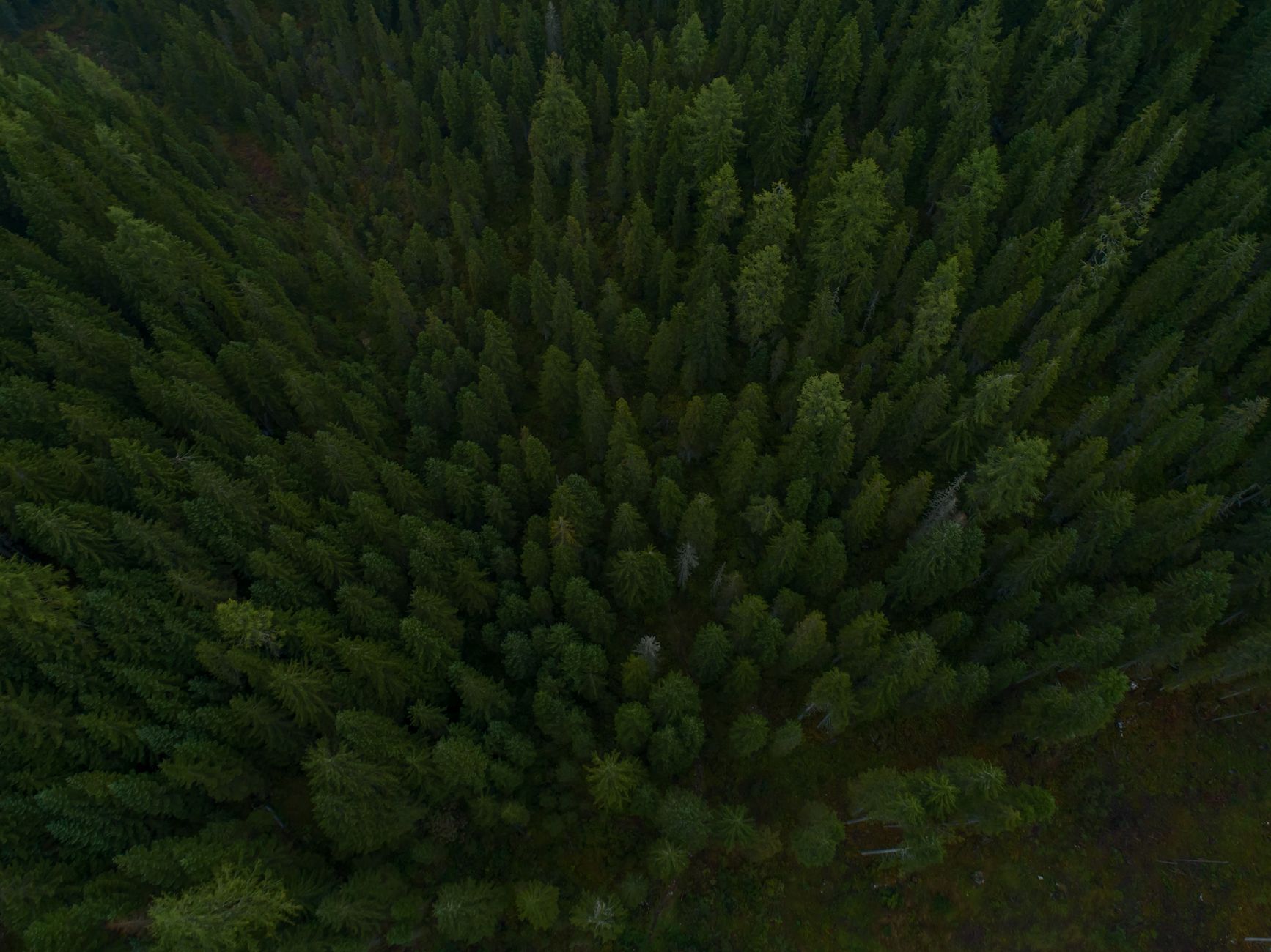 Wisconsin Forest Study Reveals CO₂ Impact on Tree Growth