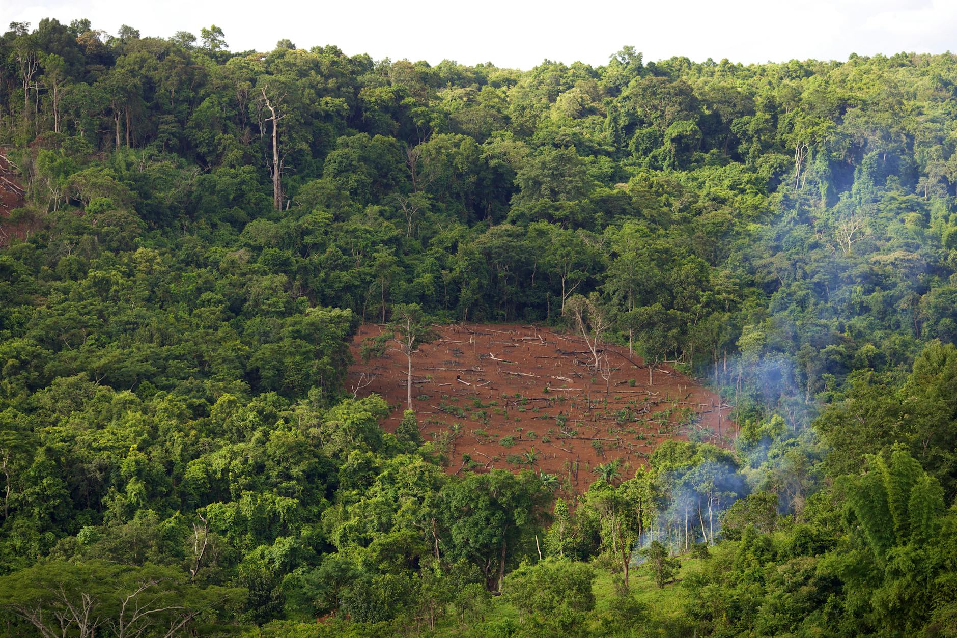 Rainforests on the Brink: New Resource Demands Threaten Vital Ecosystems