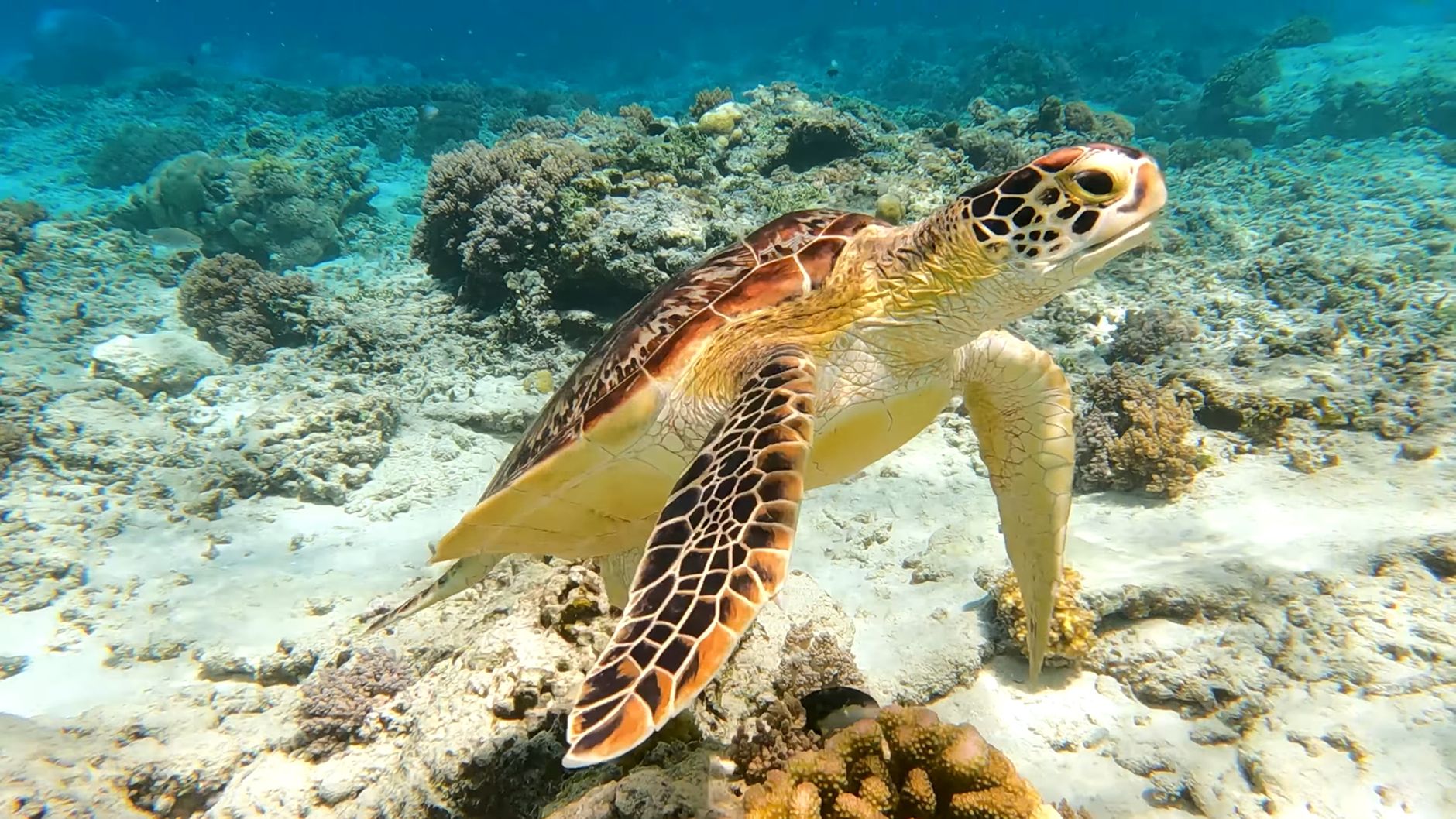 Revival of Tigers, Tuna, and Turtles: A Beacon of Hope for Nature