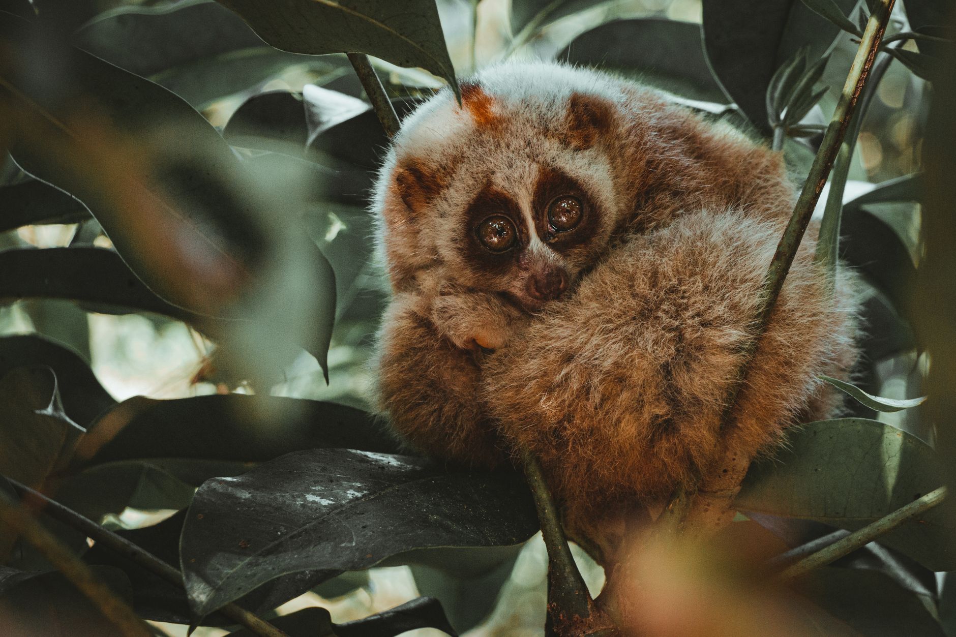 Elusive Bangka Slow Loris Rediscovered in Indonesia