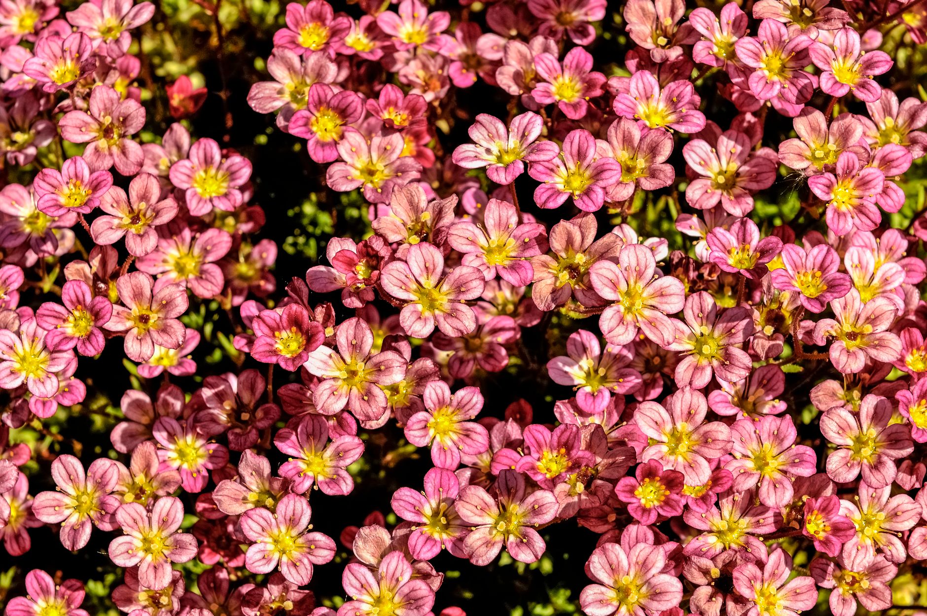 Darwin Vindicated: Saxifraga candelabrum's Carnivorous Nature Confirmed