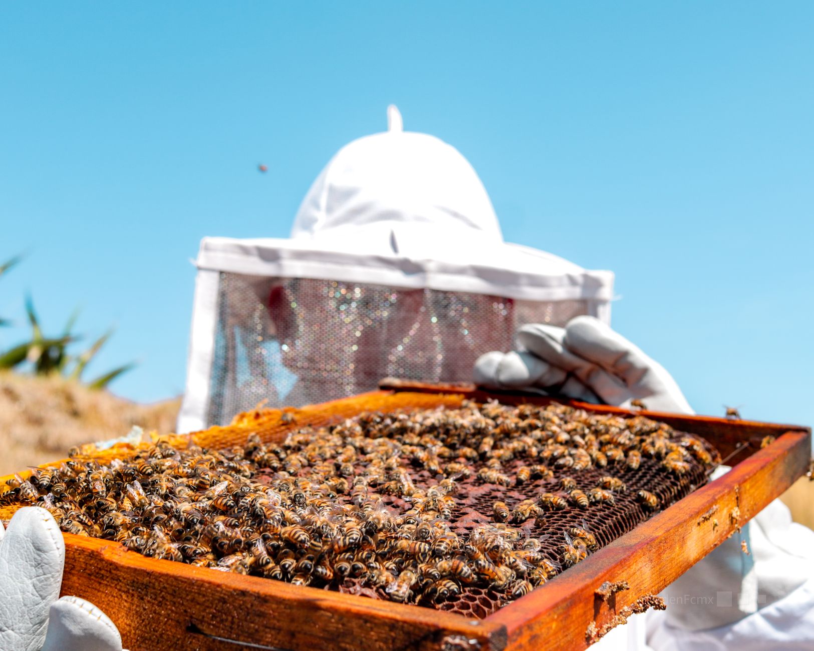 The Silent Sting: How Declining Bees Threaten Human Health