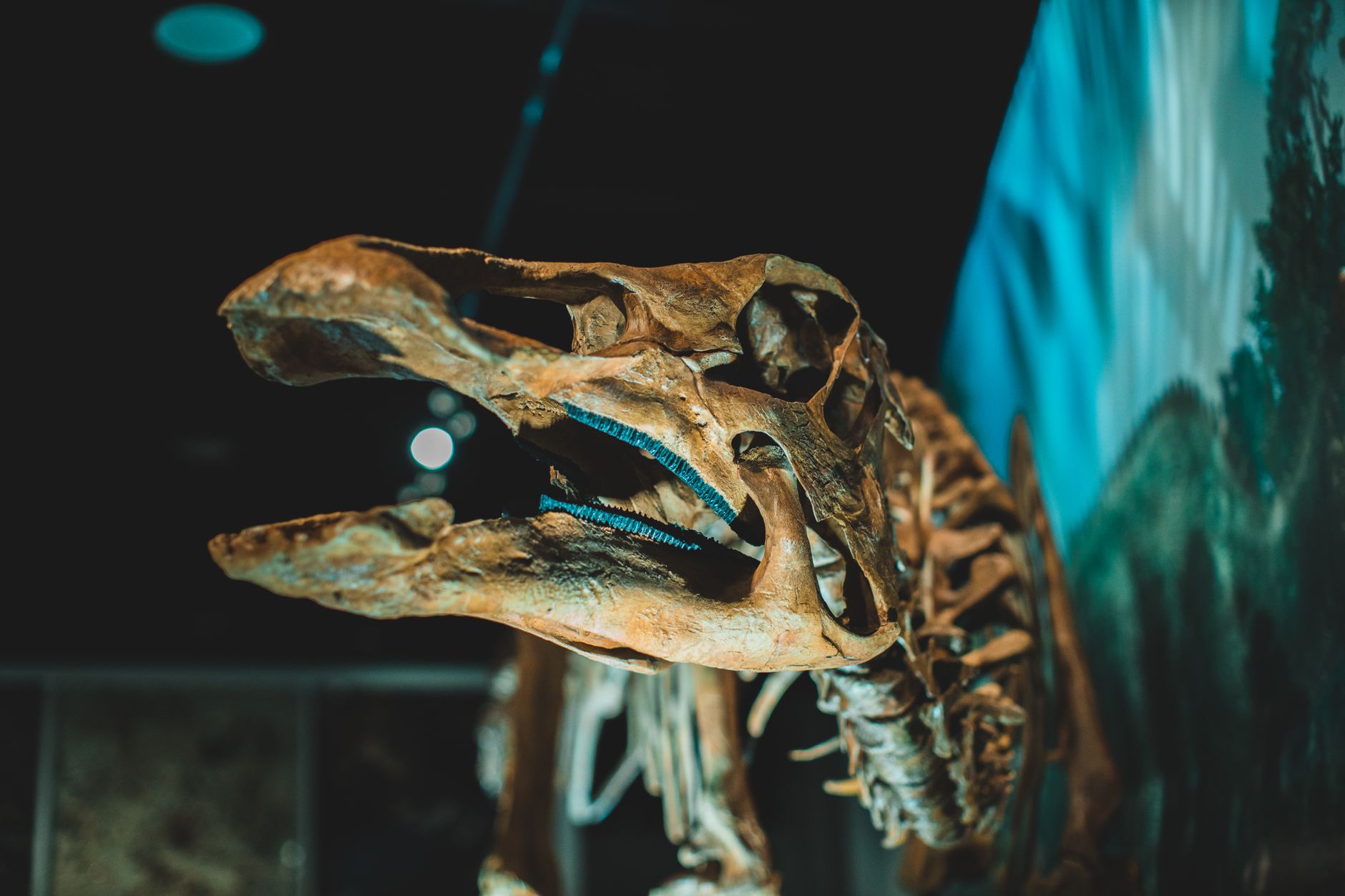 Antarctica Yields its First Dinosaur Discovery: A Titanosaur Tale