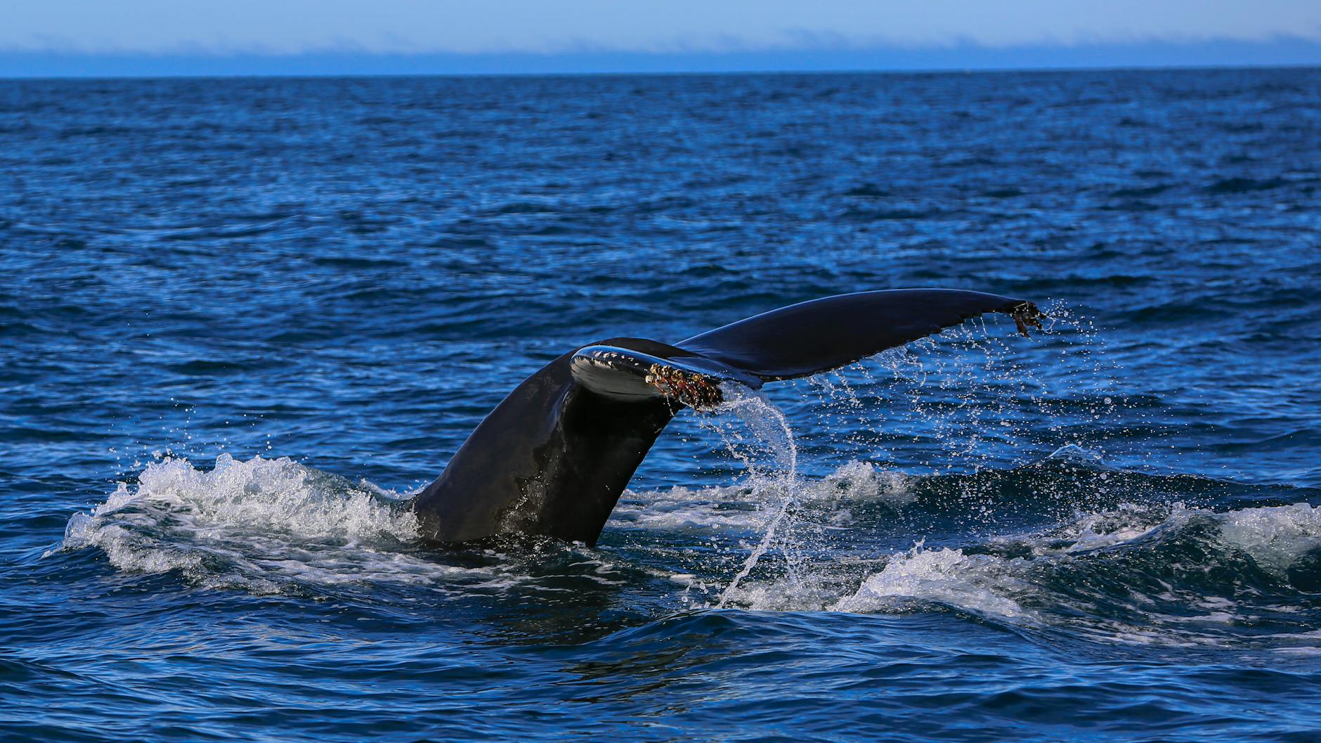 Science Breakthroughs: Hantavirus, Whale Rescue and More