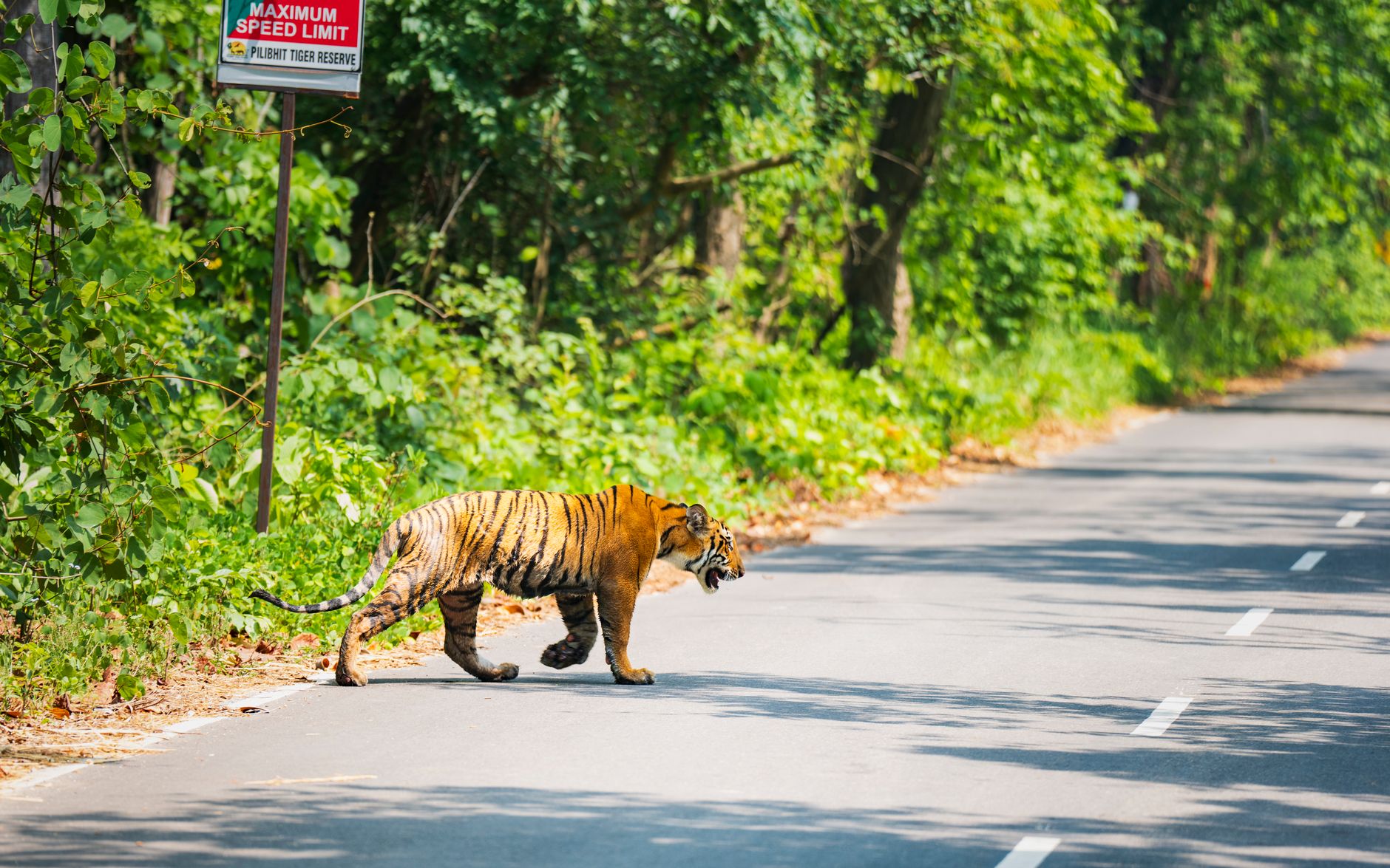 Environmental Orders Shake Pilibhit and Plastic Waste Management