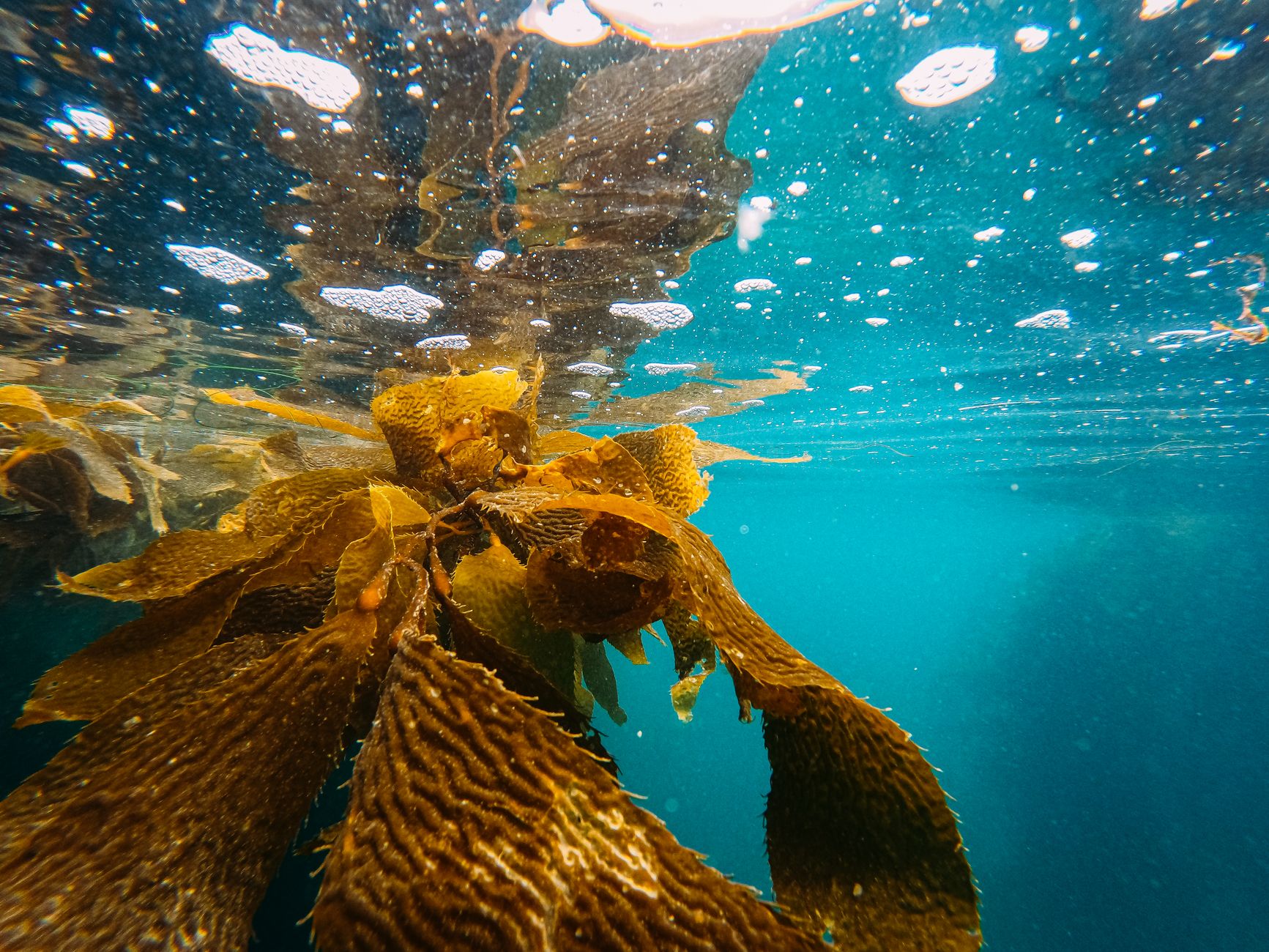 Discovery of a Rare Pink Seaweed: A New Chapter in Marine Biology