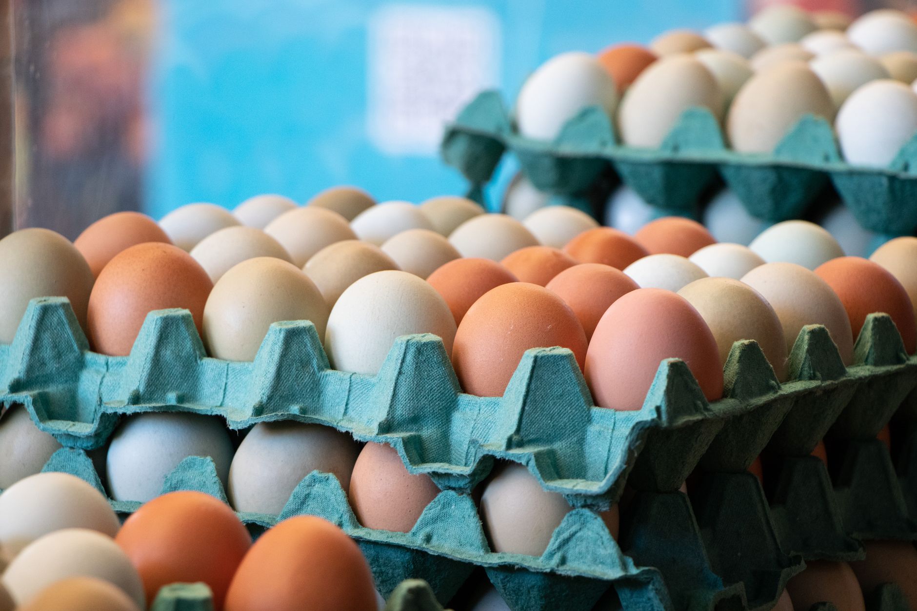 Surprising Impact of Organic Eggs on Climate Revealed