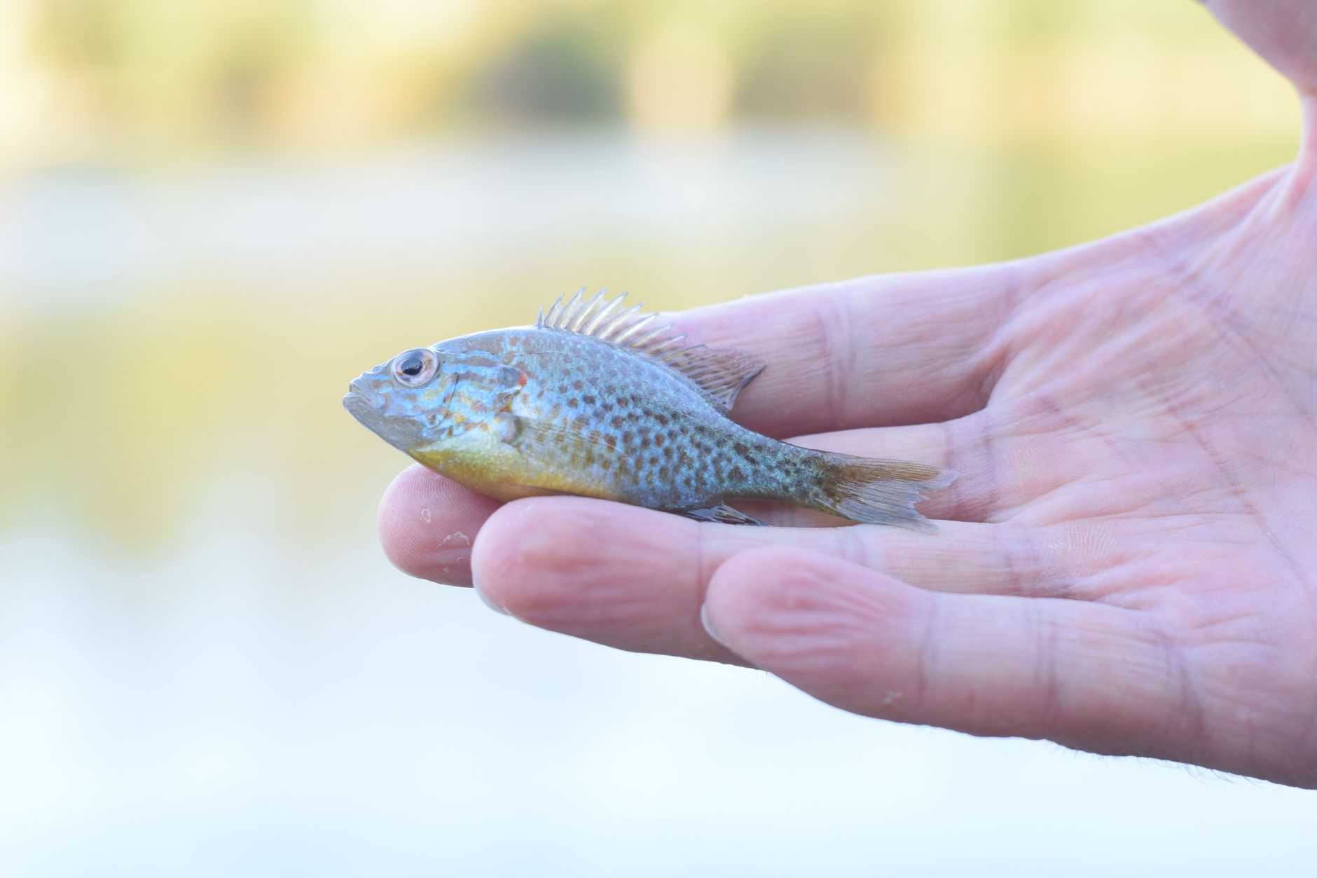 Transmissible Cancer Discovered in Fish: A Scientific Breakthrough