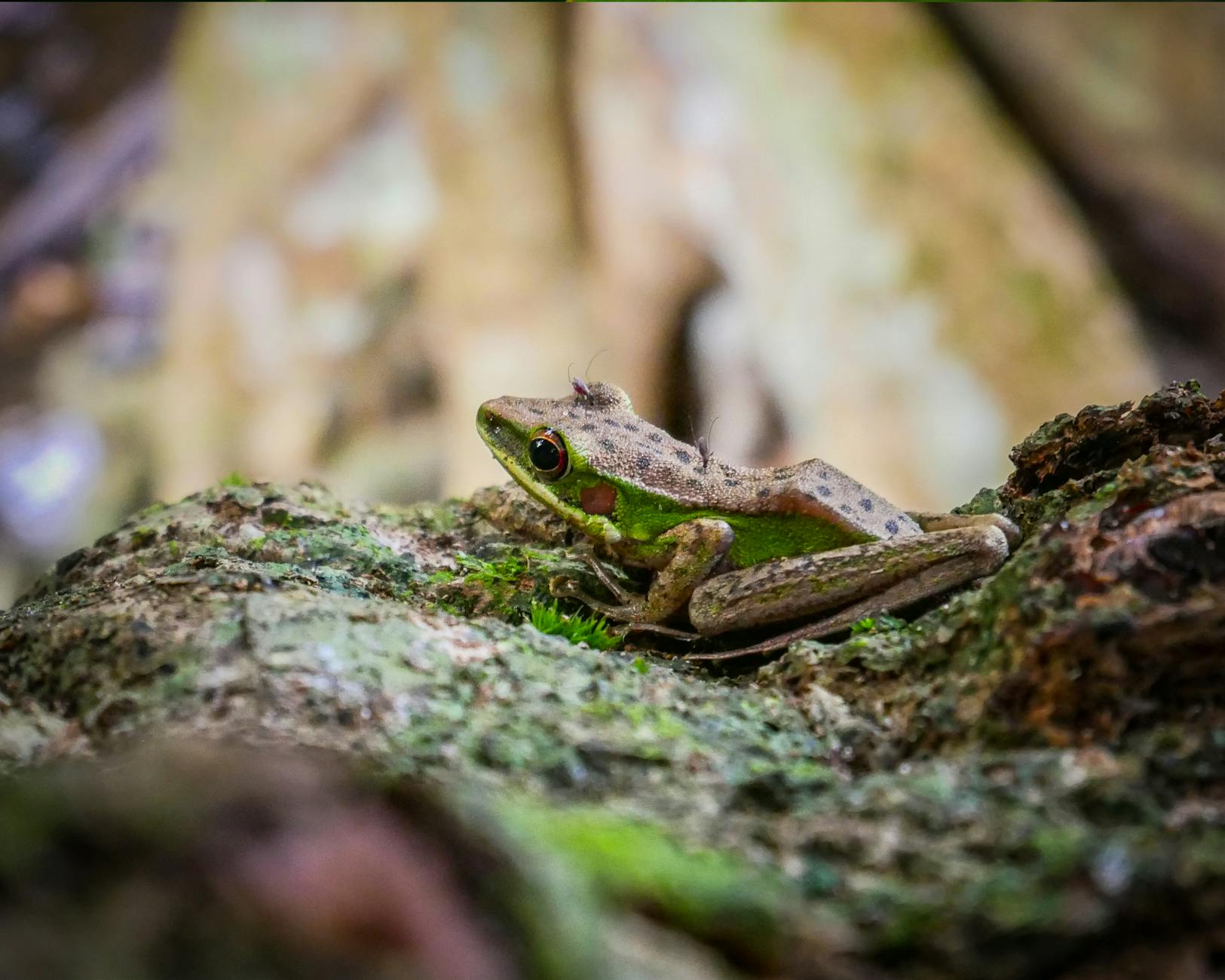 Nagaland's New Cascade Frog Species Illuminates Biodiversity