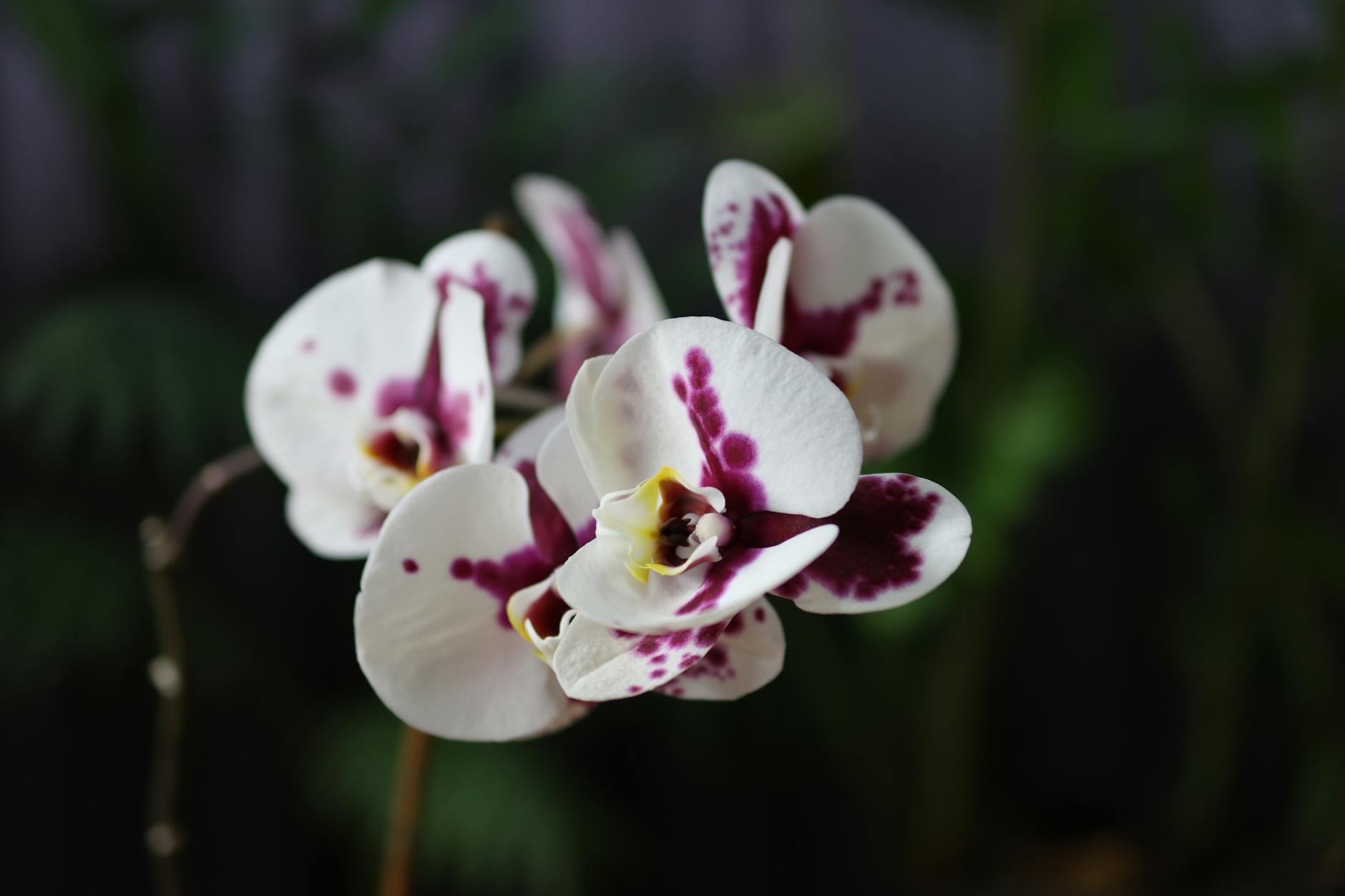 The Enigmatic and Profitable Craft of Orchid Breeding