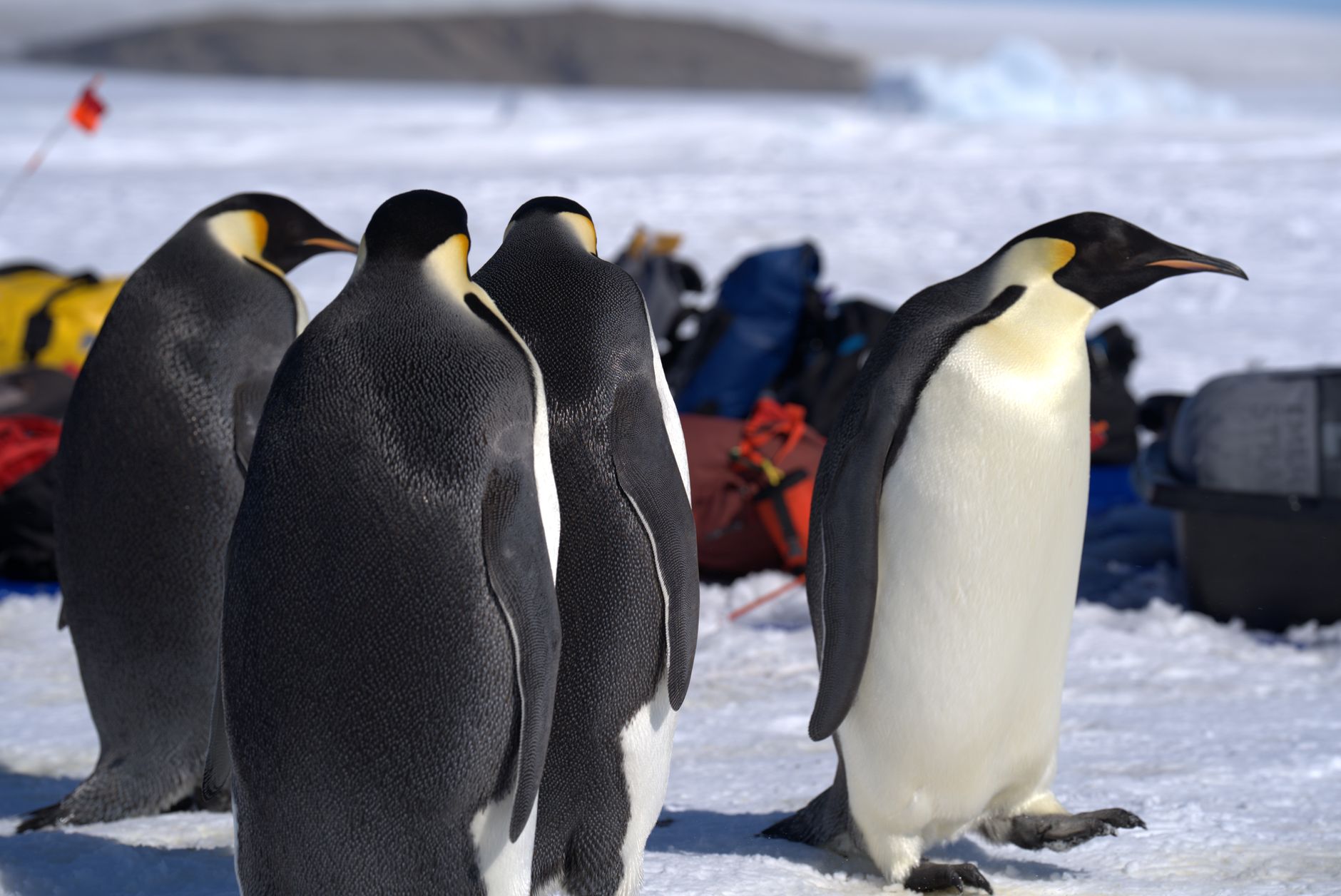 Emperor Penguins Face Uncertain Future Amidst Changing Climate