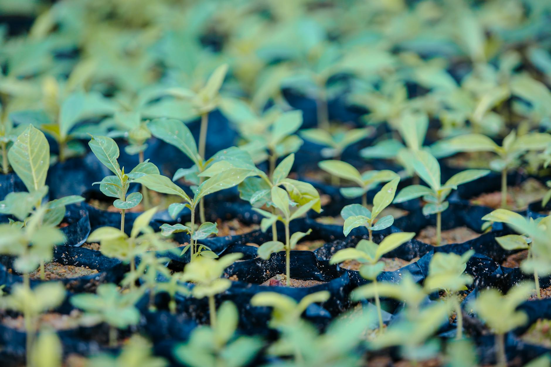 Lucknow's Eco Drive: From Green Plates to Sapling Plantations