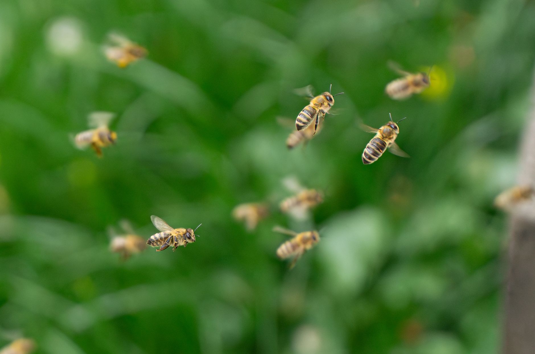 The Silent Buzz: How Disappearing Bees Threaten Our Health