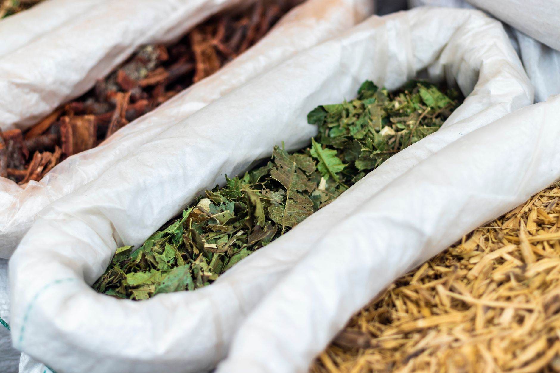 Maldives' Healing Heritage: Nature at the Heart of Traditional Medicine