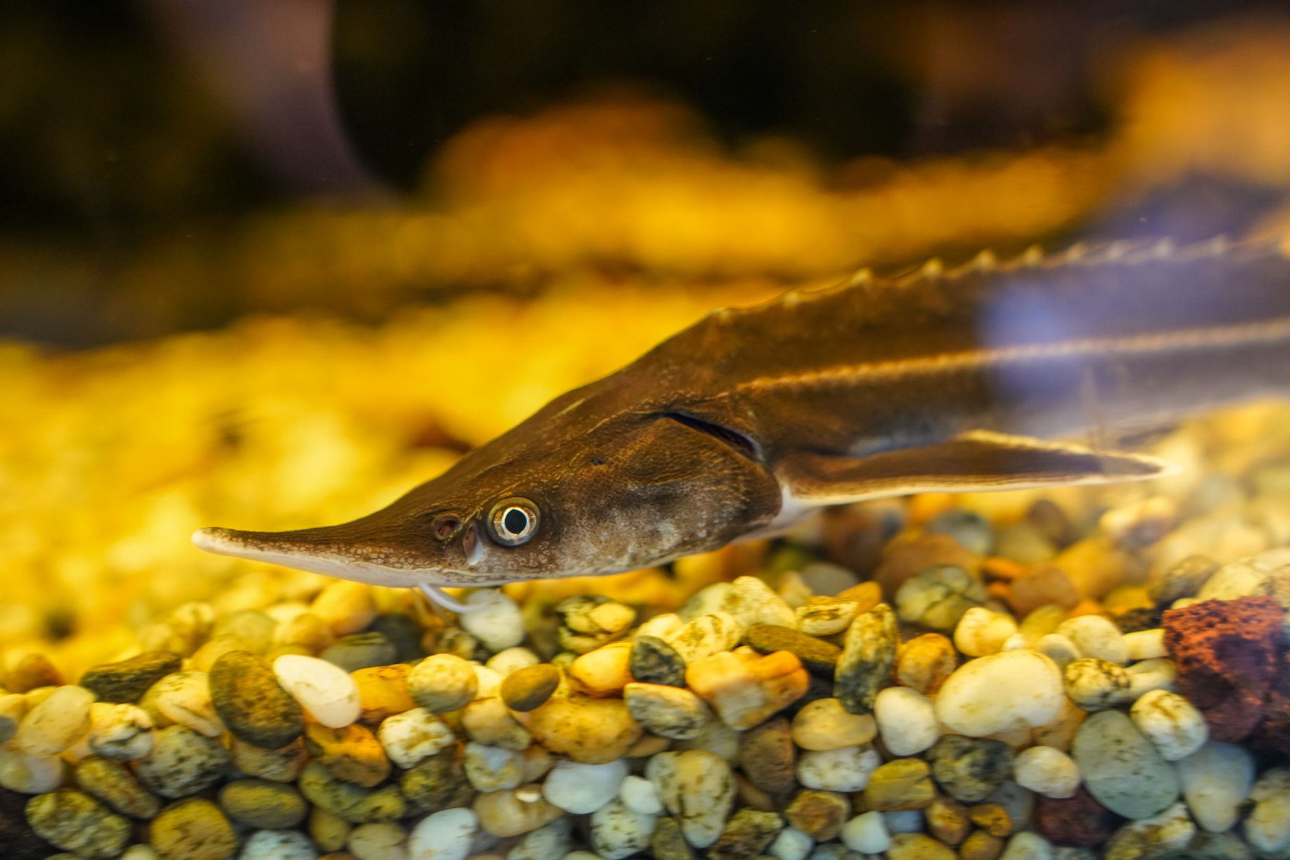 Ancient Giants: Lake Sturgeon May Live Over 400 Years