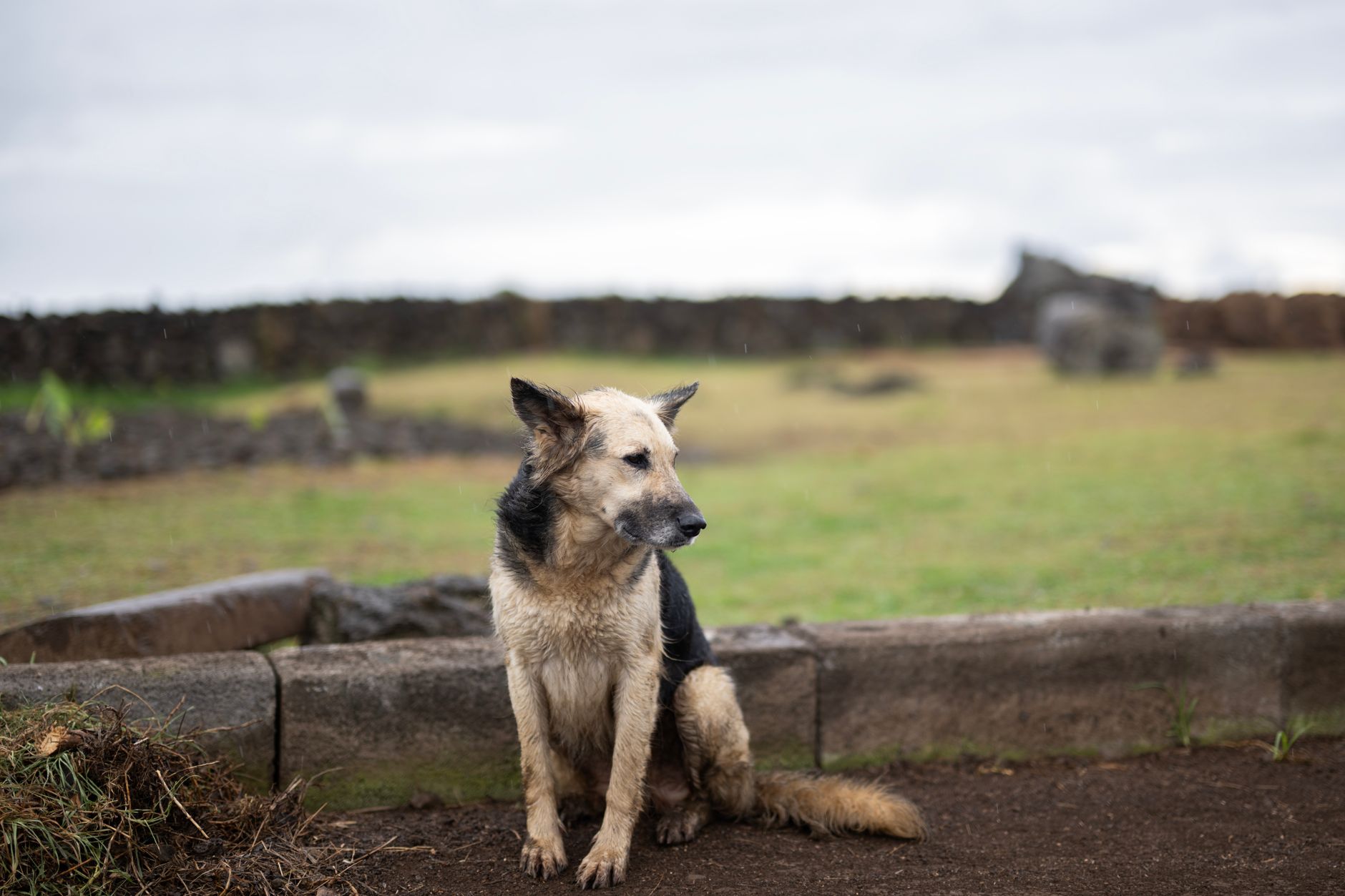 Chile Triumphs in Eliminating Dog-Transmitted Rabies