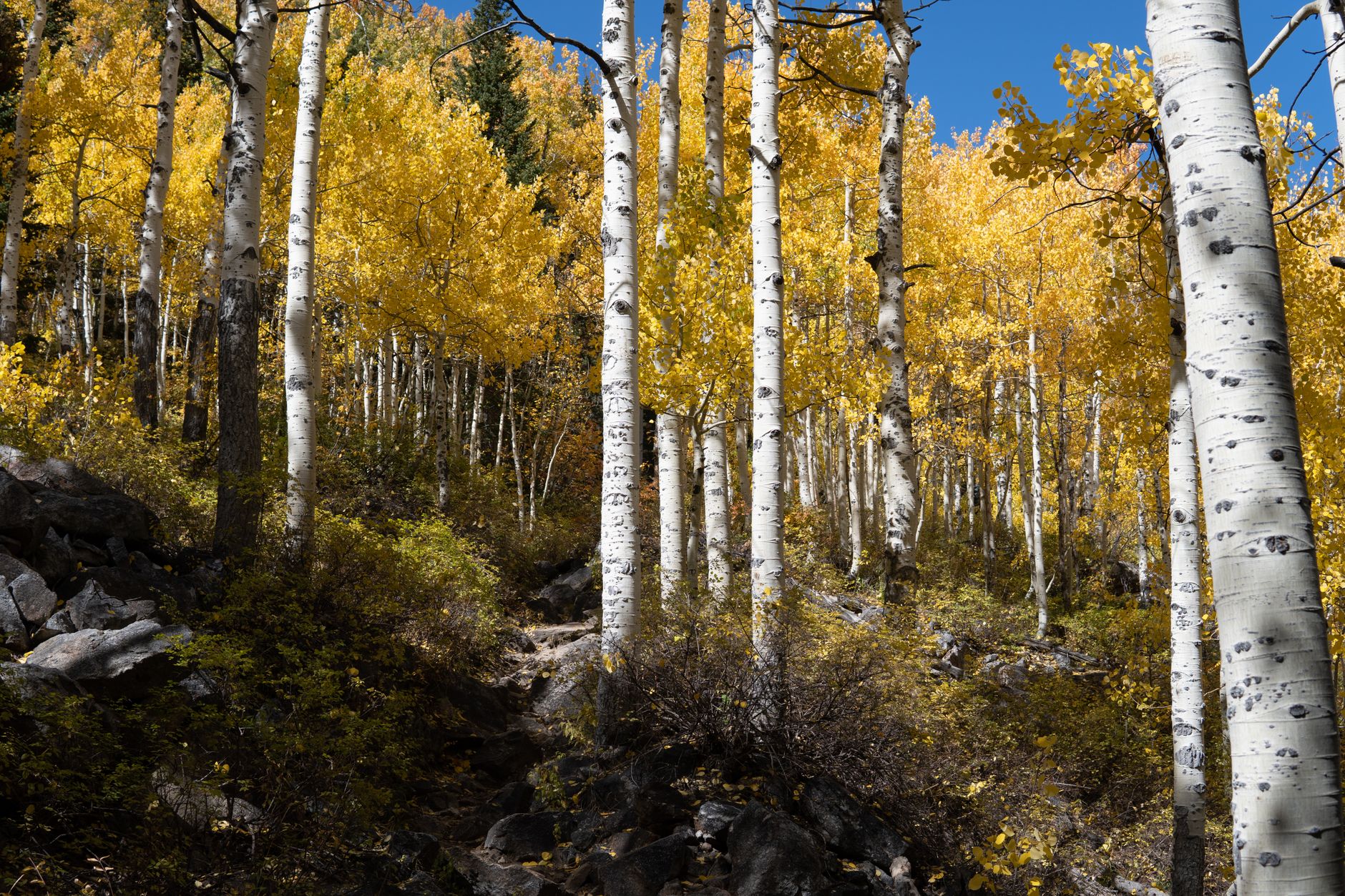 Pando: The Astonishing Aspen That Defies Time