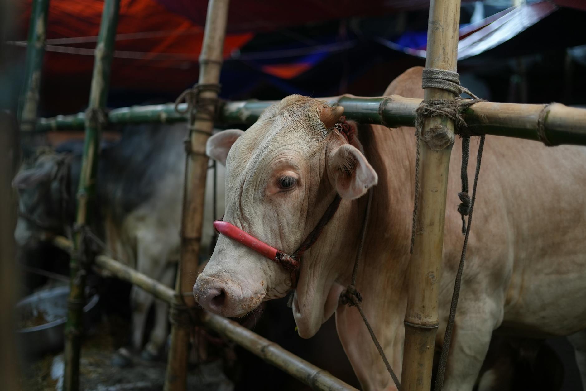 West Bengal's Cattle Trade Faces Eid Crisis Amidst Restrictions