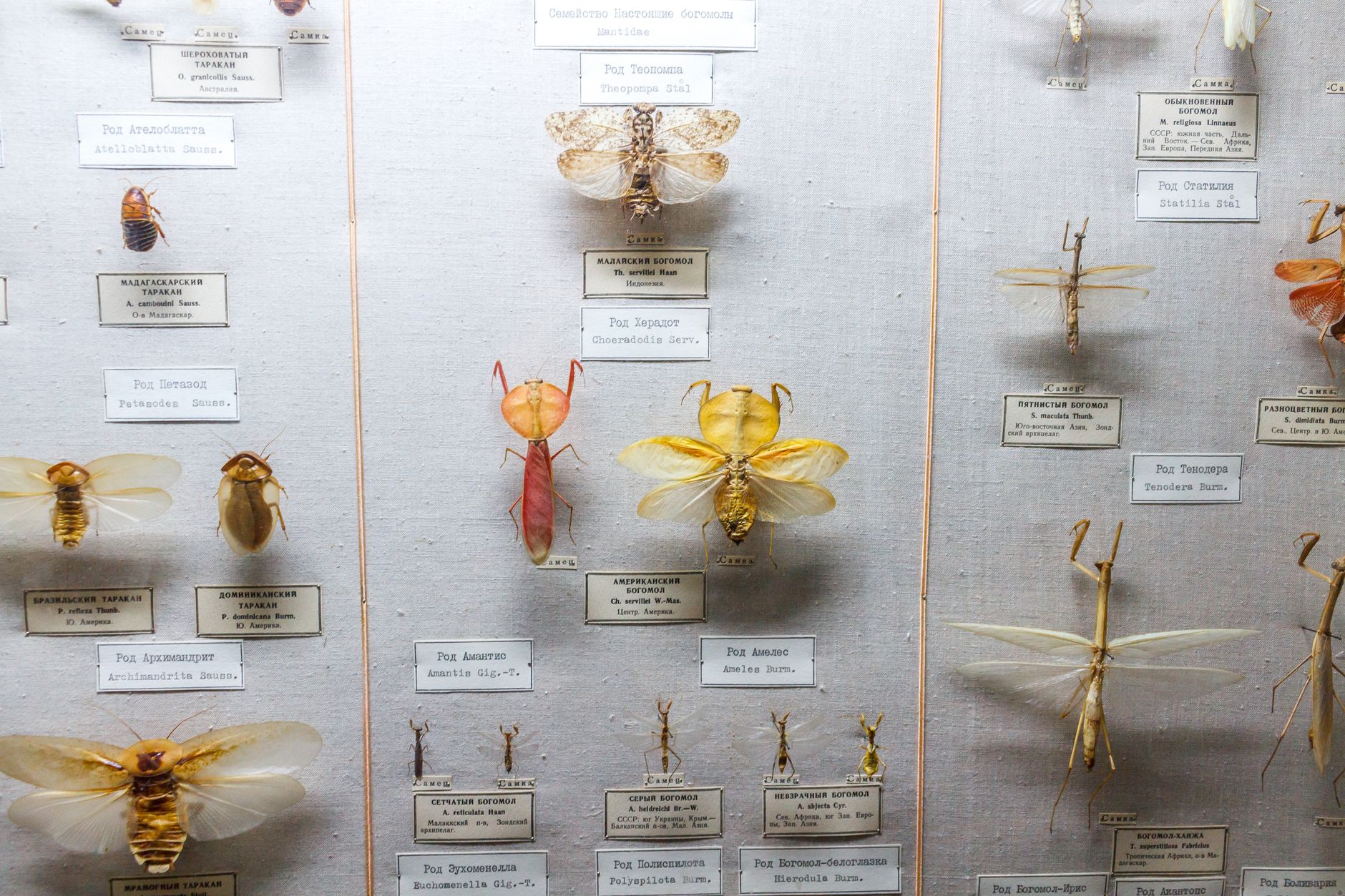 Tropical Insects and the Pitfalls of 'Parachute Science'