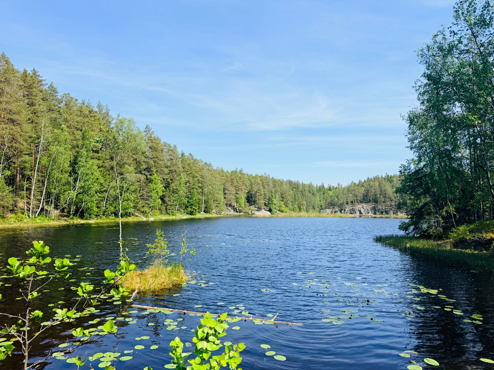 Finnish Scientists Submerge Christmas Trees to Revive Lake Ecosystem