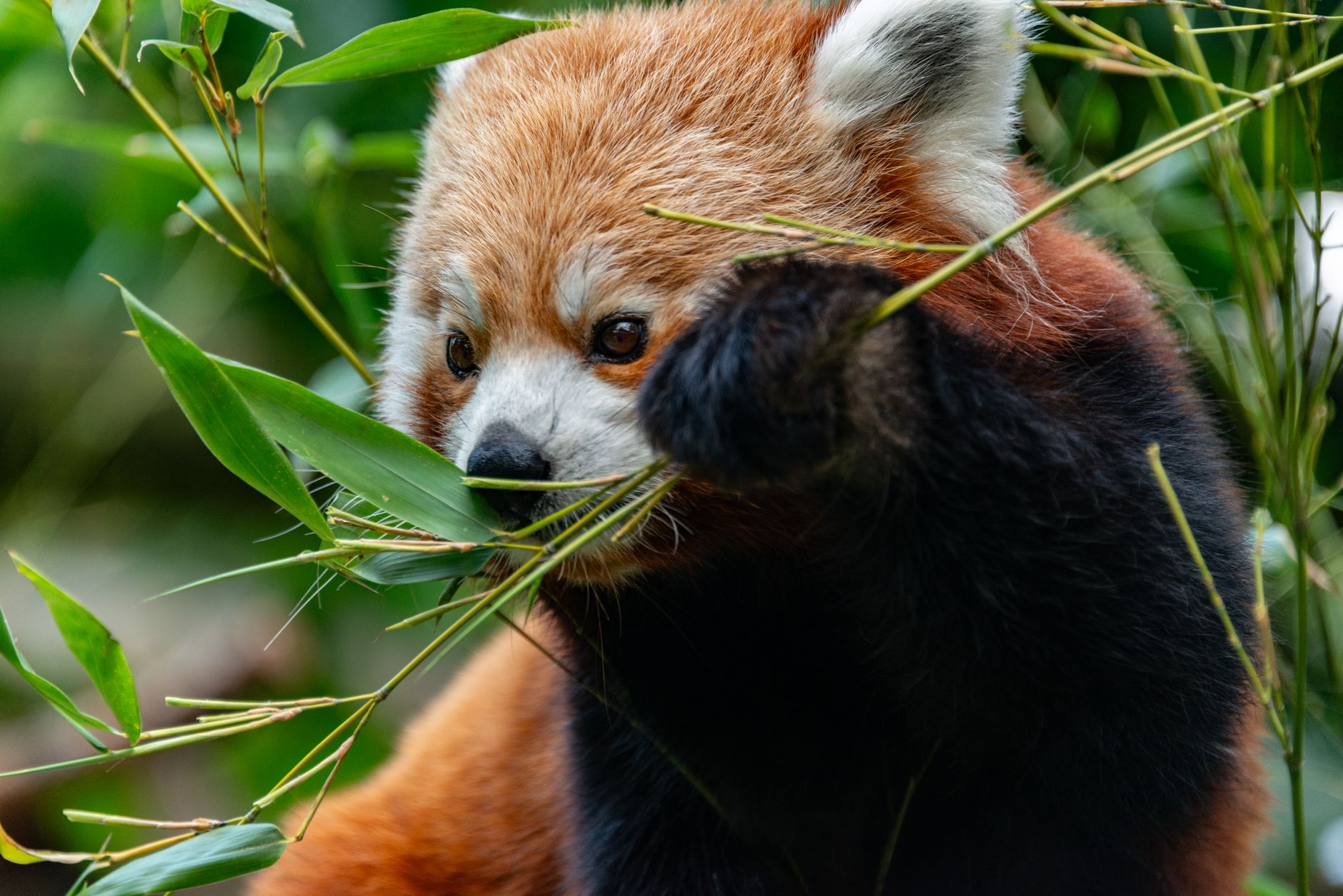 New Test Could Identify Mammals Most at Risk from Climate Change