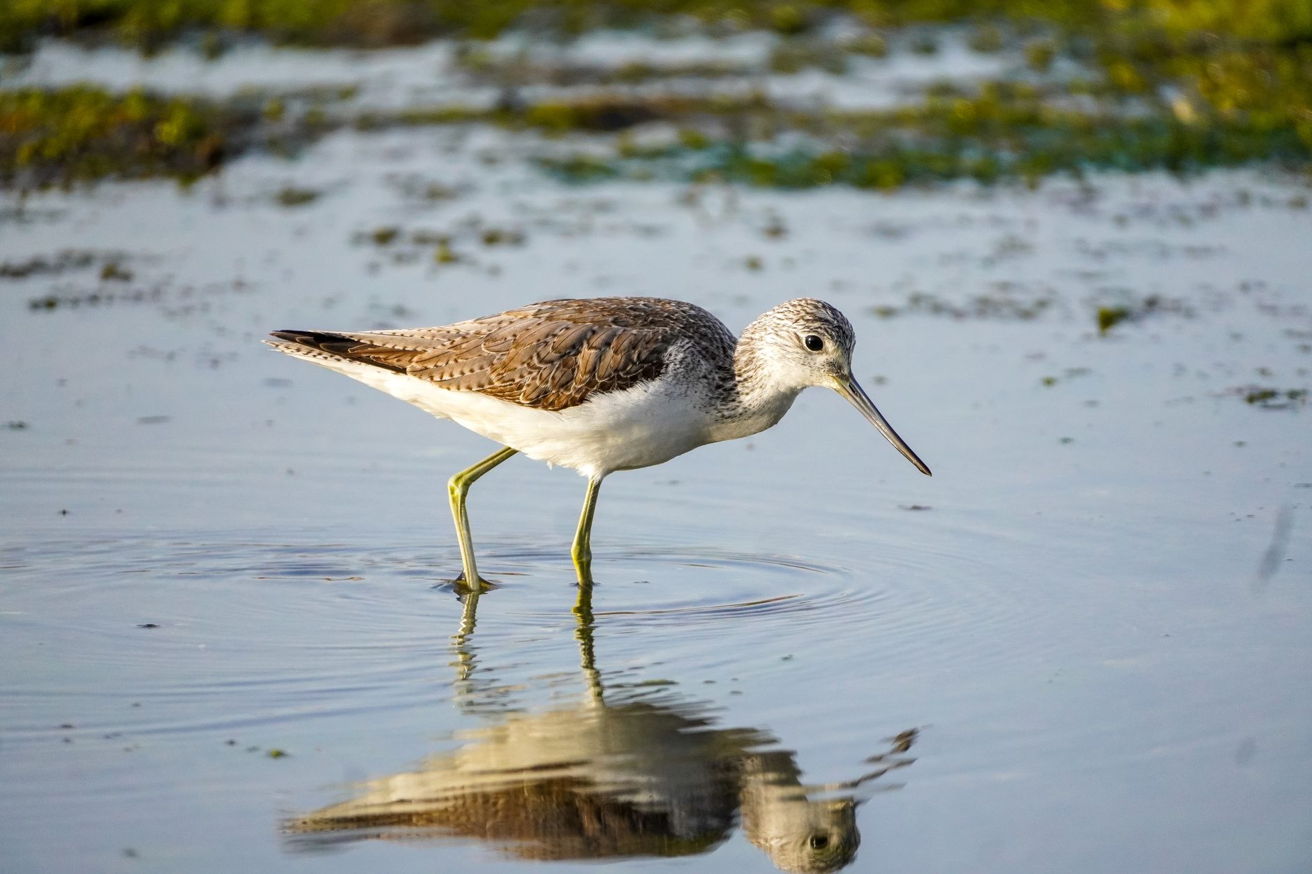 Zunhua's Ecological Resurgence Welcomes Migratory Waterbirds