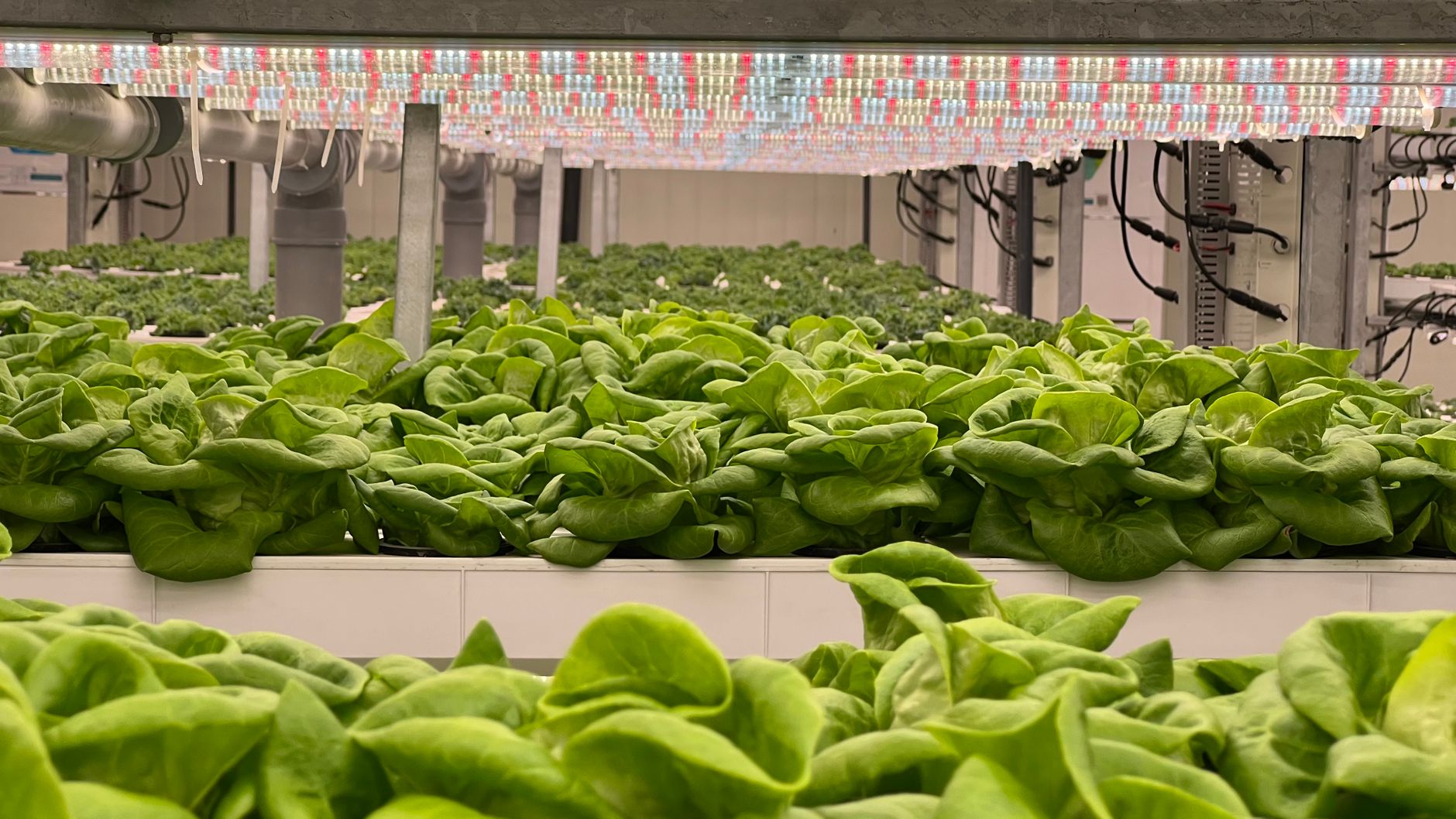Innovative Technology: The Key to Feeding 10 Billion by 2050