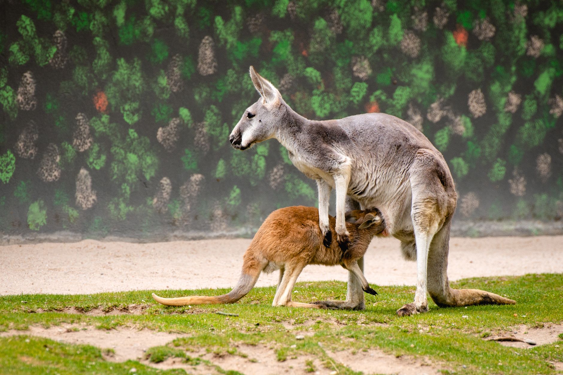 Tiny Joeys: The Remarkable Journey of Newborn Kangaroos