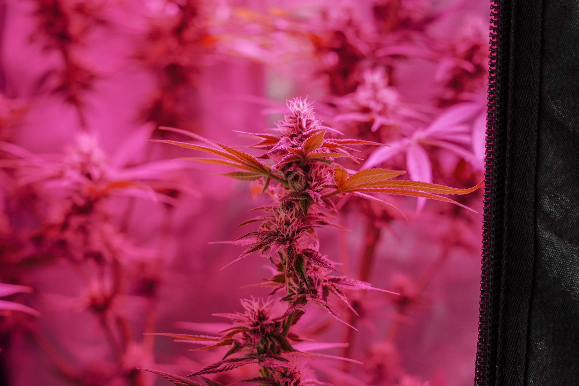 Cannabis and Sleep: Untangling the Science Behind the Hype