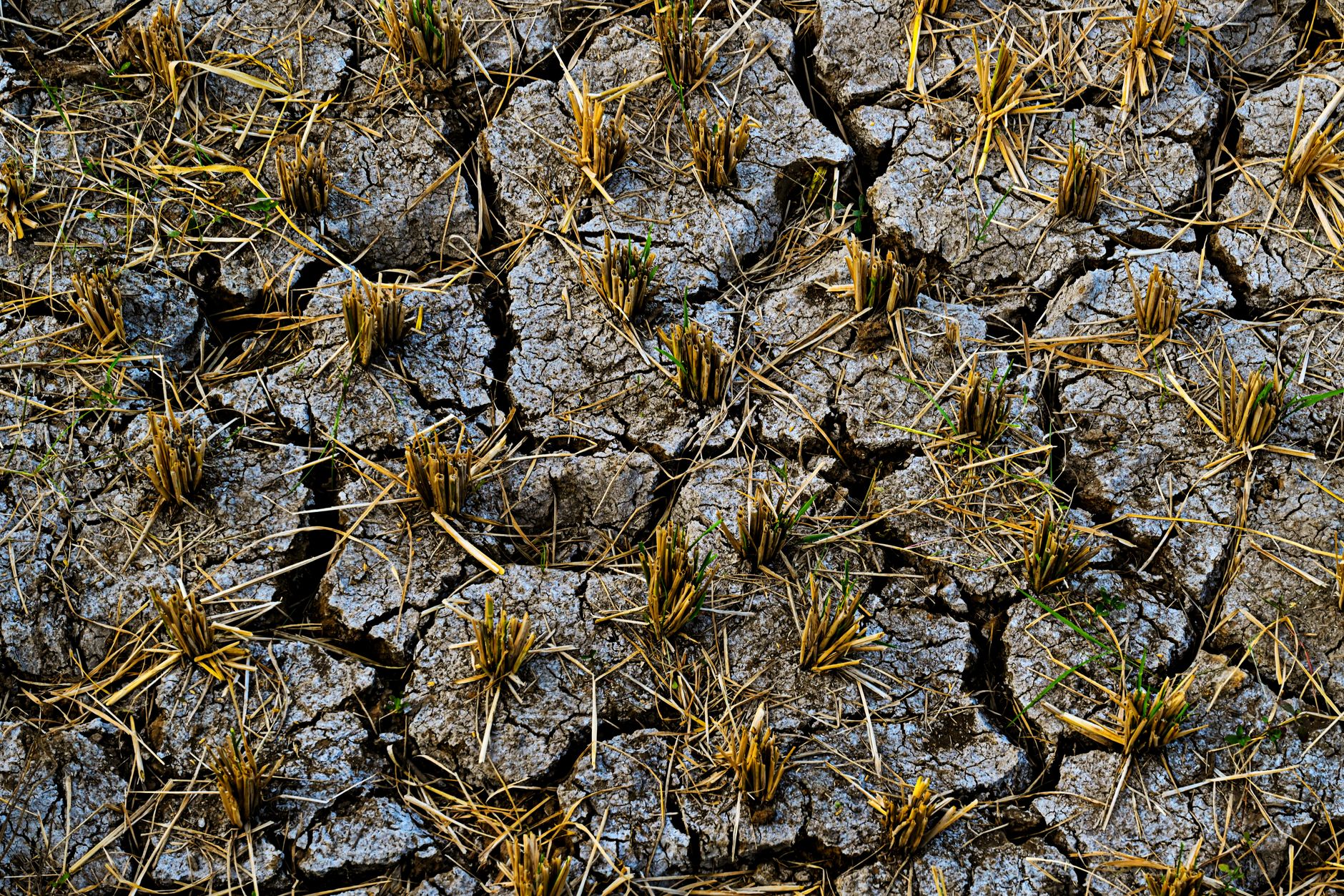 England Faces Severe Drought as Over Half the Country Affected