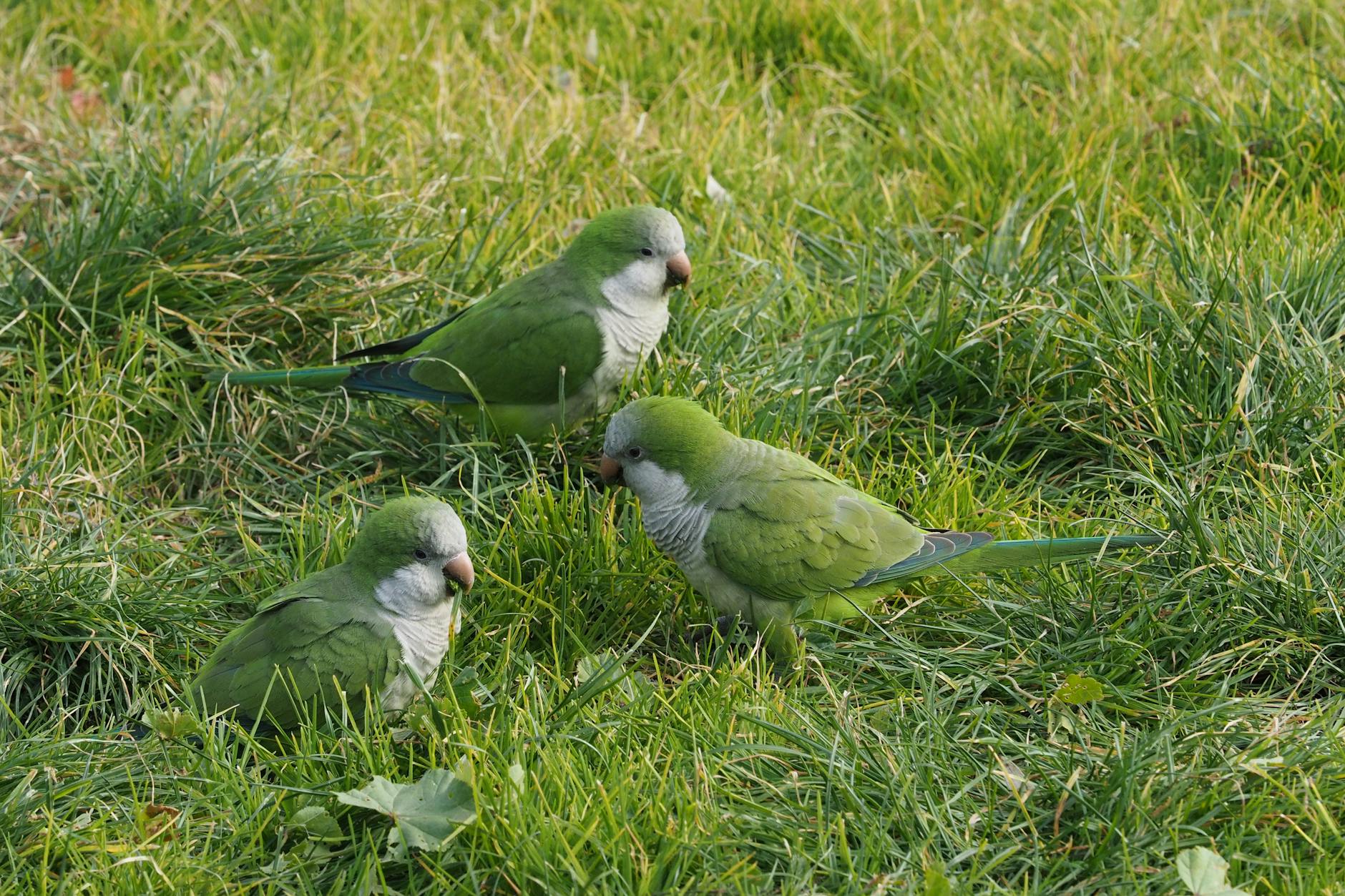 Parakeets: The Unexpected Heralds of Urban Health