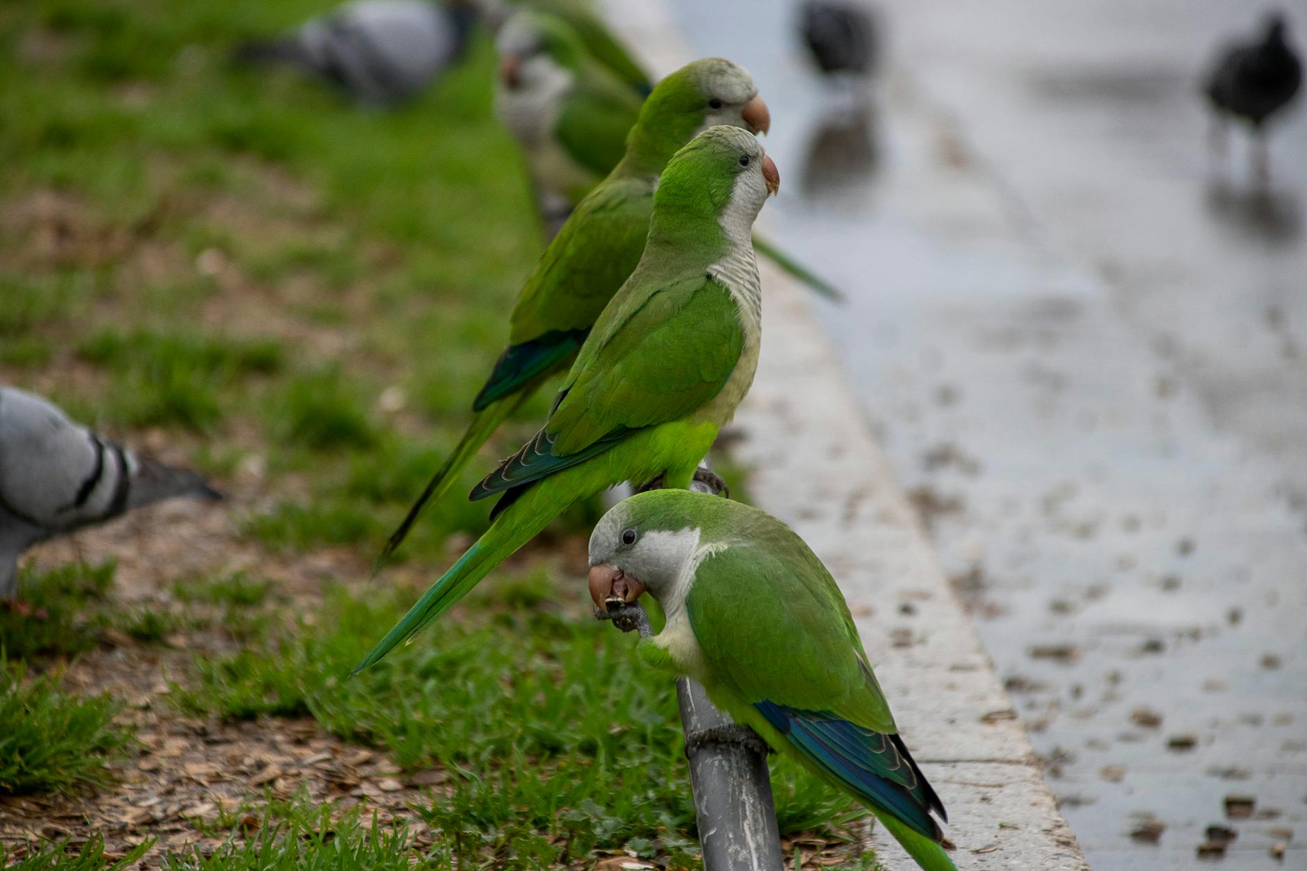 Parakeets: Nature's Green Signal in Urban Neighbourhoods