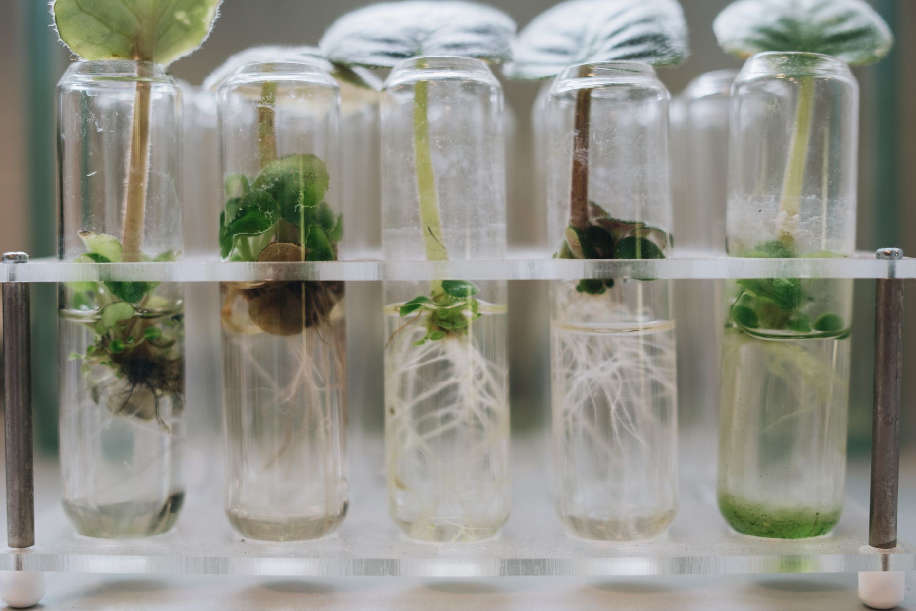 St. Aloysius Secures ₹20 Lakh Grant for Scientific Research