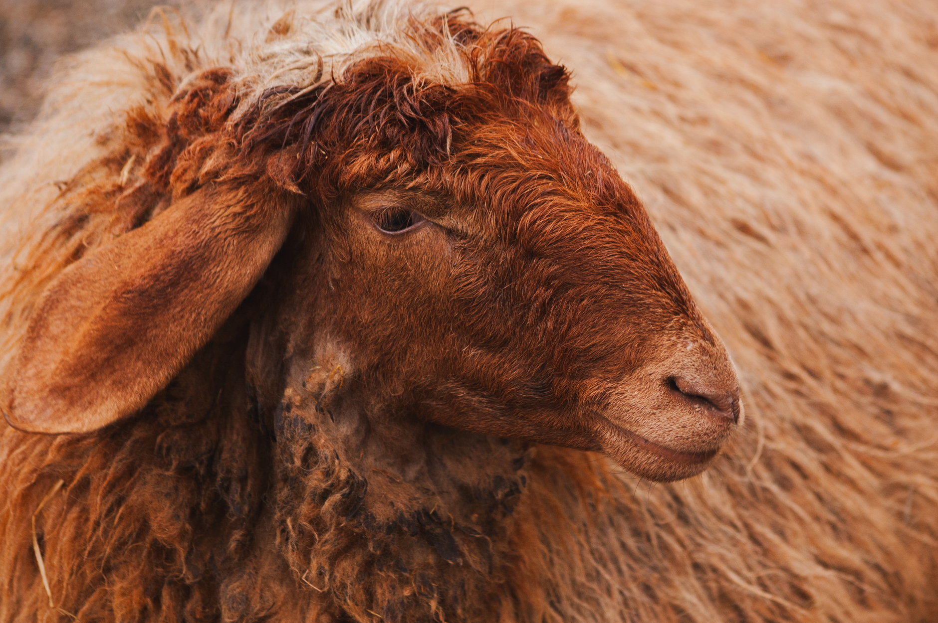 Sheep's Wool: The Unlikely Hero in Bone Regeneration