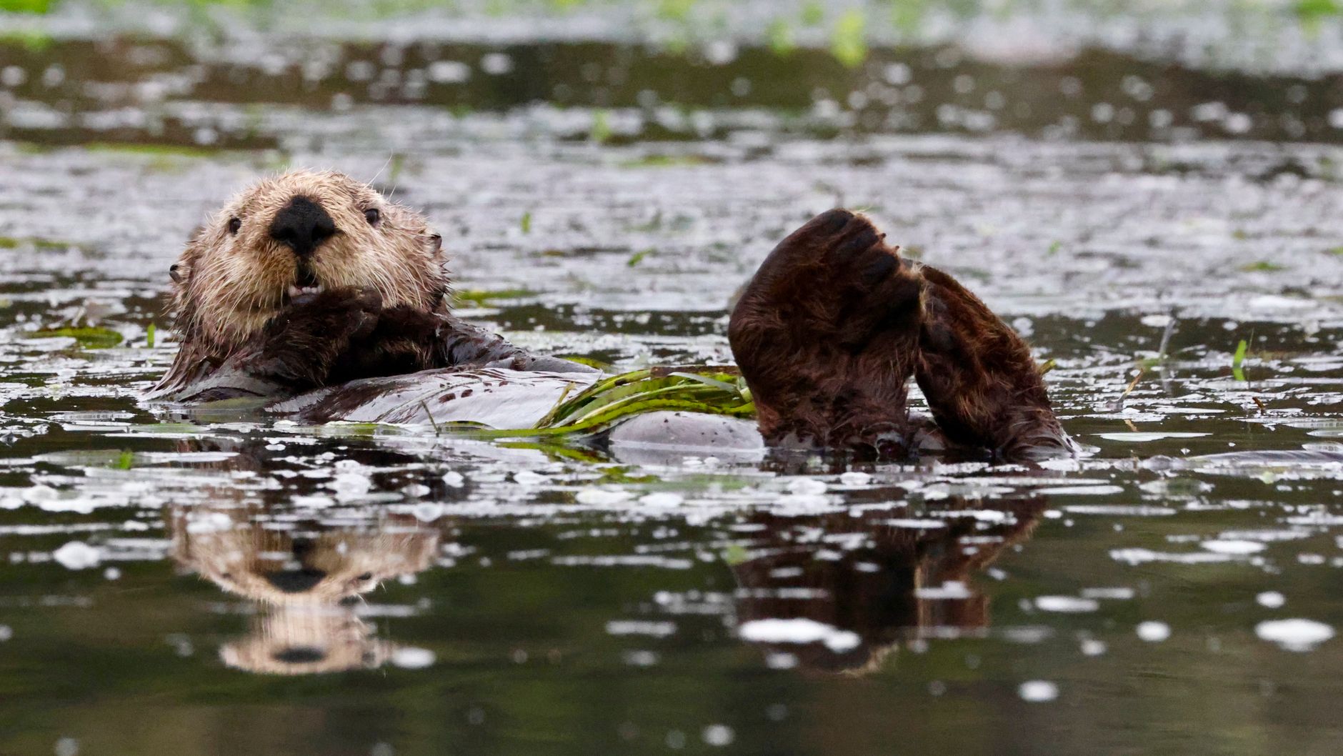 Trump Administration's Environmental U-Turn Risks Endangered Habitats