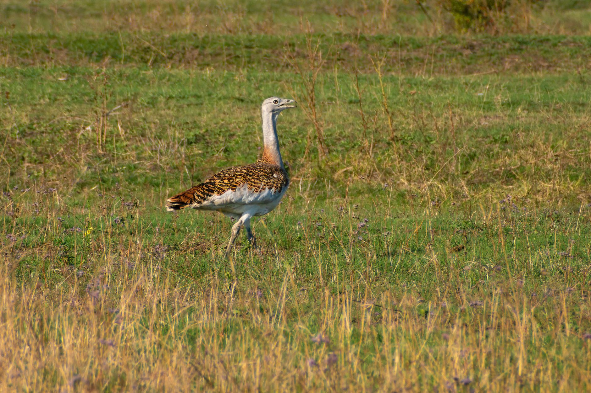 Triumphant Return: Great Indian Bustards Released in Rajasthan
