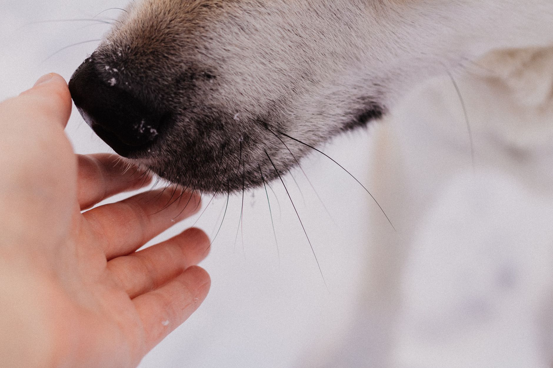 Ancient Bonds: How Early Humans Befriended Dogs Over Salmon