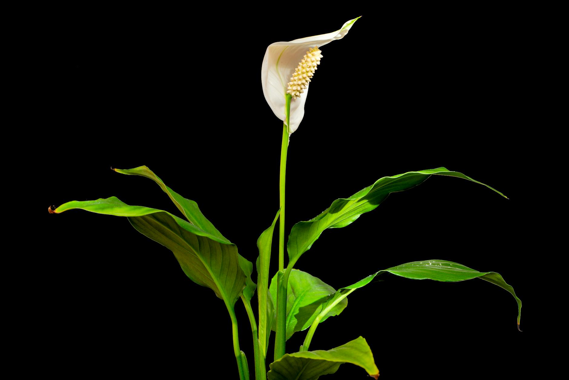 The Truth About Houseplants: More Than Just Air Purifiers