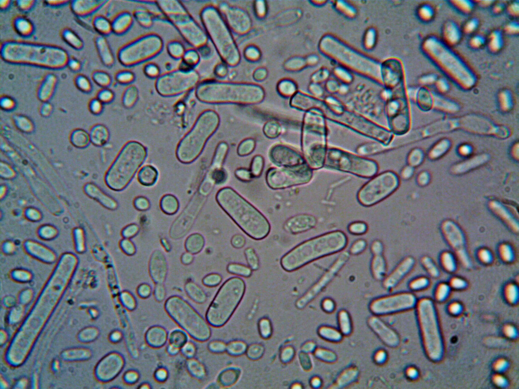 Scientists Achieve Milestone with First Synthetic Cell Creation